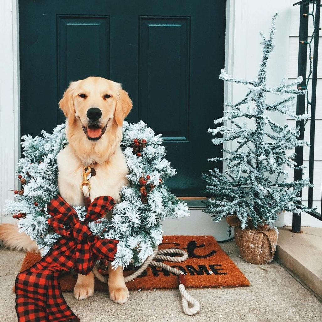 Aesthetic Dog Christmas Wallpapers - Wallpaper Cave