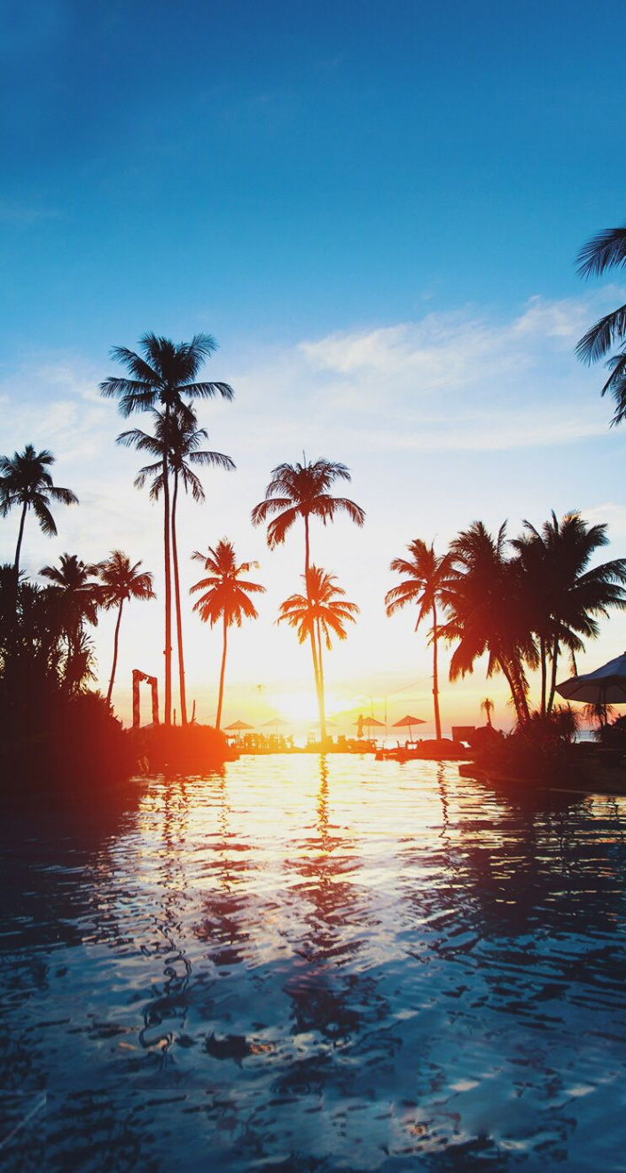 Beautiful sunset palm trees iphone wallpaper  View wallpaper