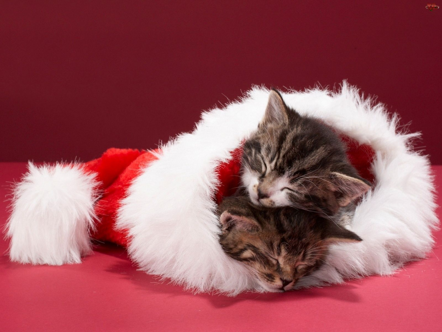 Cats Wallpaper: Christmas Kittens