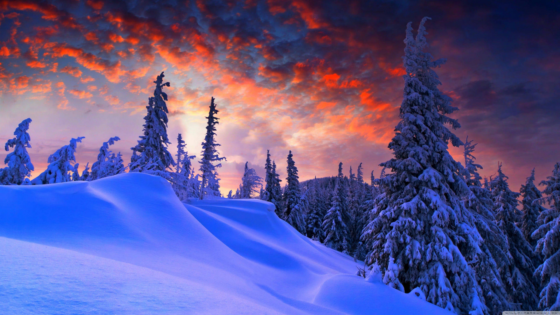 Download k : Winter Red Sky Wallpaper  Wallpapers