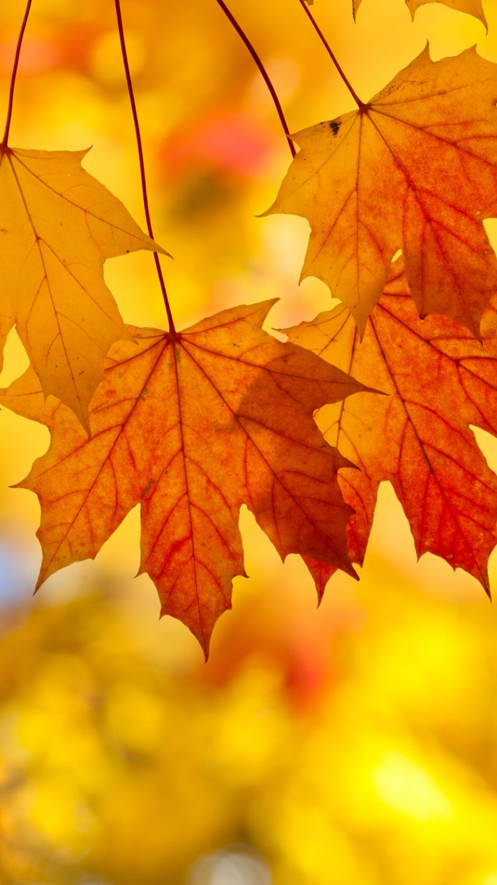 Fall Leaves Iphone Background  Autumn leaves wallpaper, Leaves