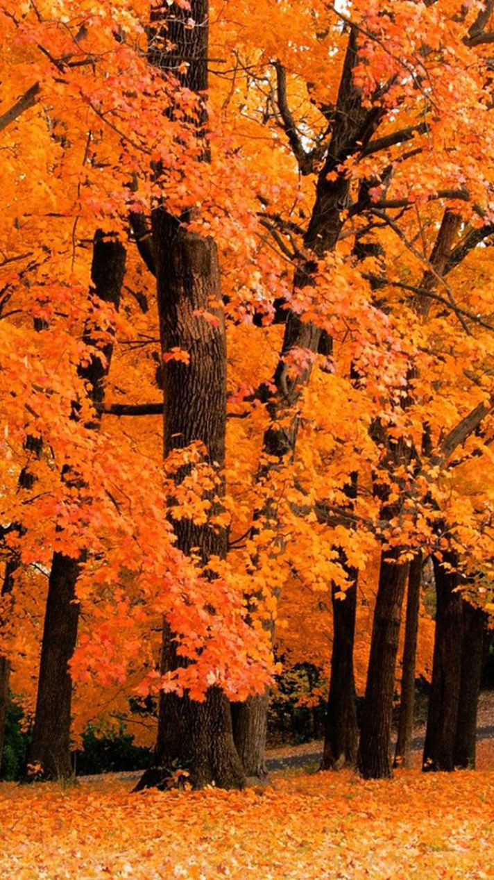 Free Amazing Fall Wallpapers For iPhone  Fall wallpaper, Fall