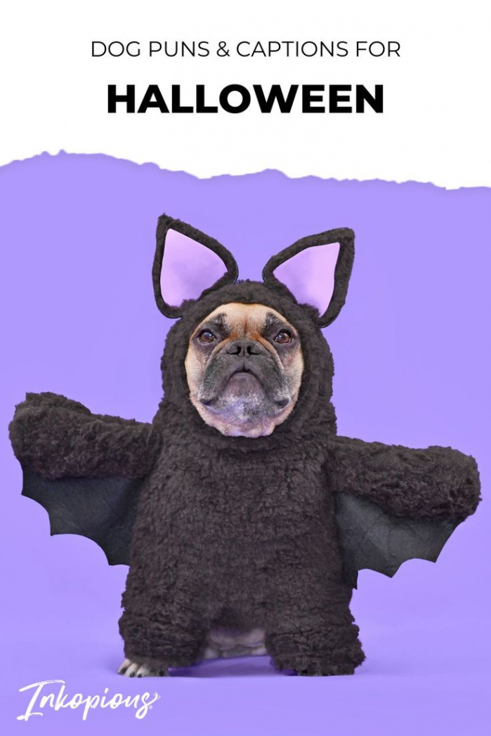 Halloween Dog Puns & Captions To Make You Howl! in   Dog puns