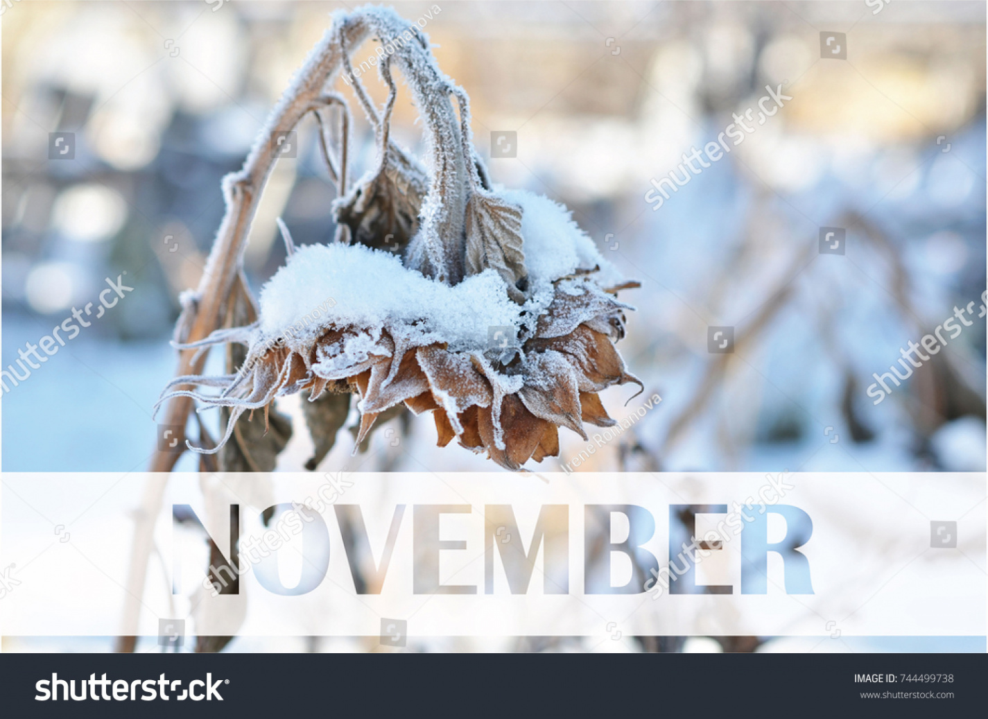 Hello November First Snow Autumn Snow Stock Photo