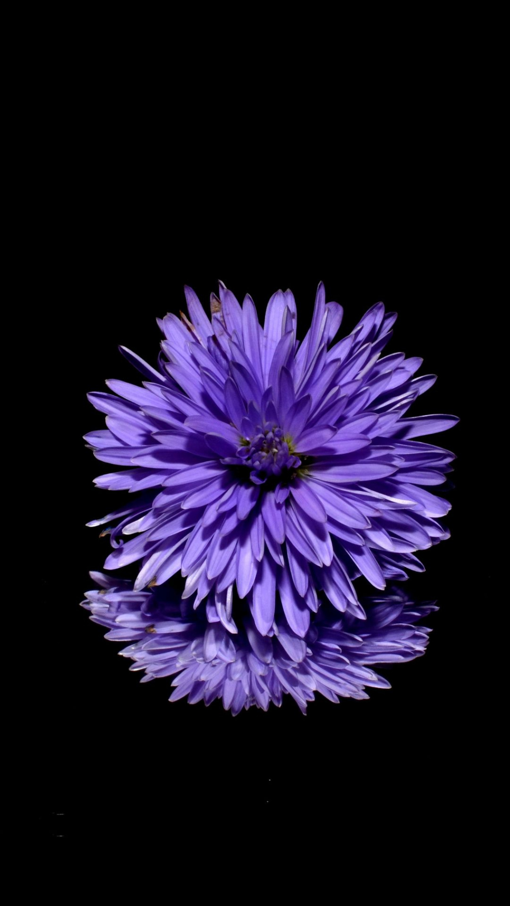 Purple Flower Wallpaper For Iphone  Purple flowers wallpaper