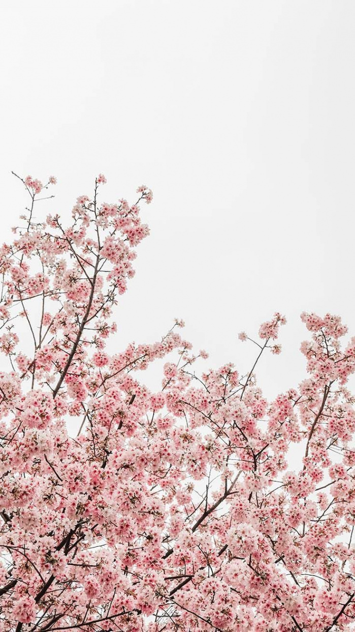 Spring Blossom iPhone Wallpapers by Preppy Wallpapers