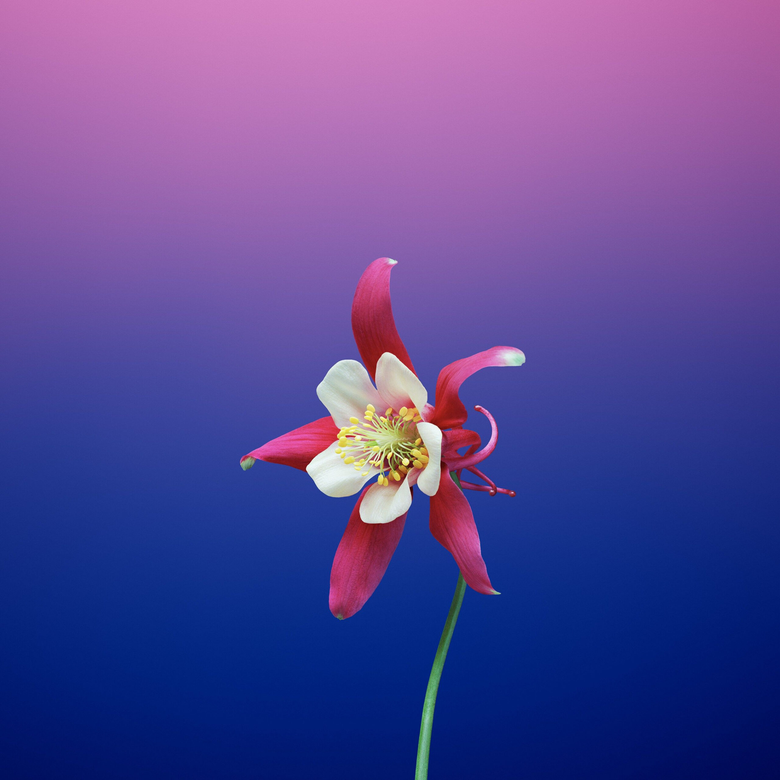 These  Gorgeous iOS  Wallpapers will Pretty up your Phone