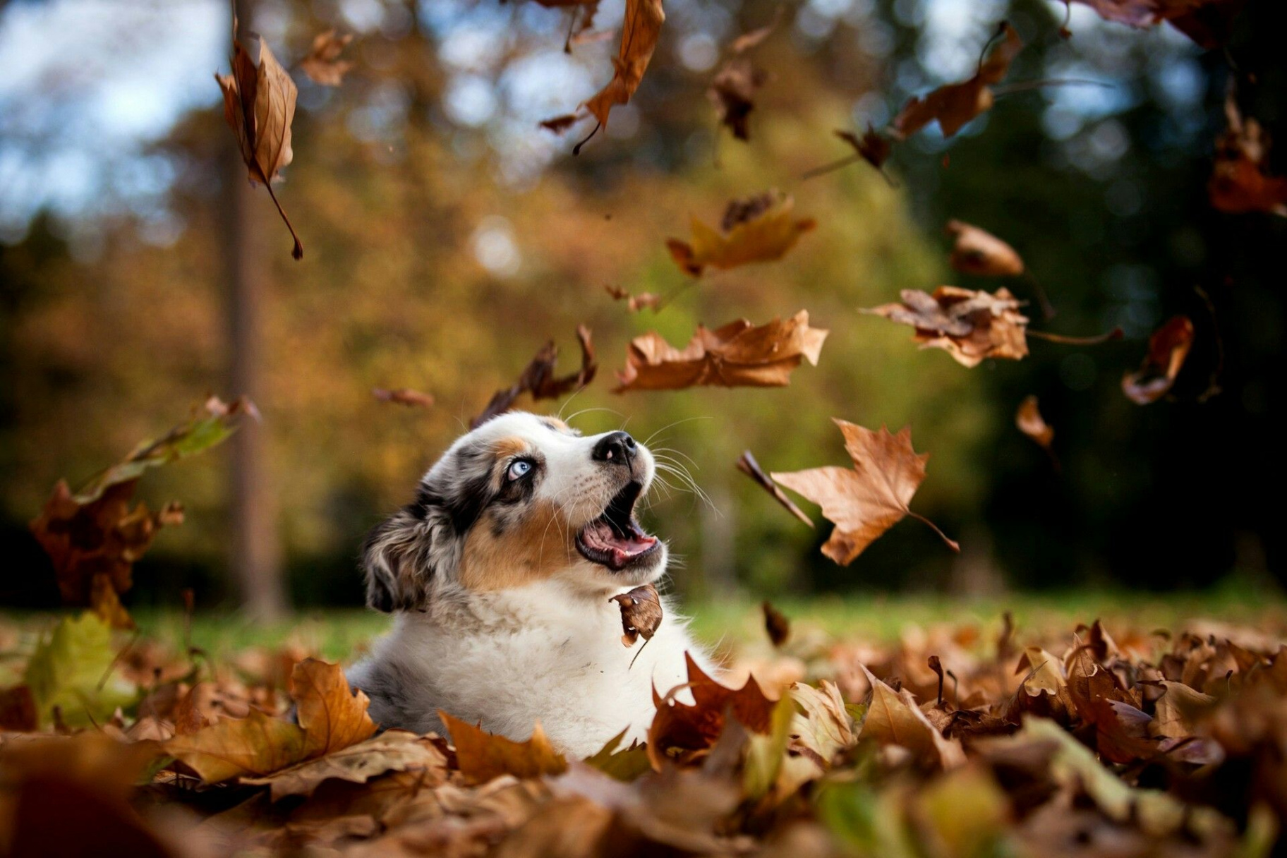 Autumn  Dog wallpaper iphone, Dog wallpaper, Animal wallpaper