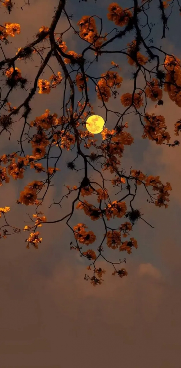 Autumn moon wallpaper by WatAVer - Download on ZEDGE™