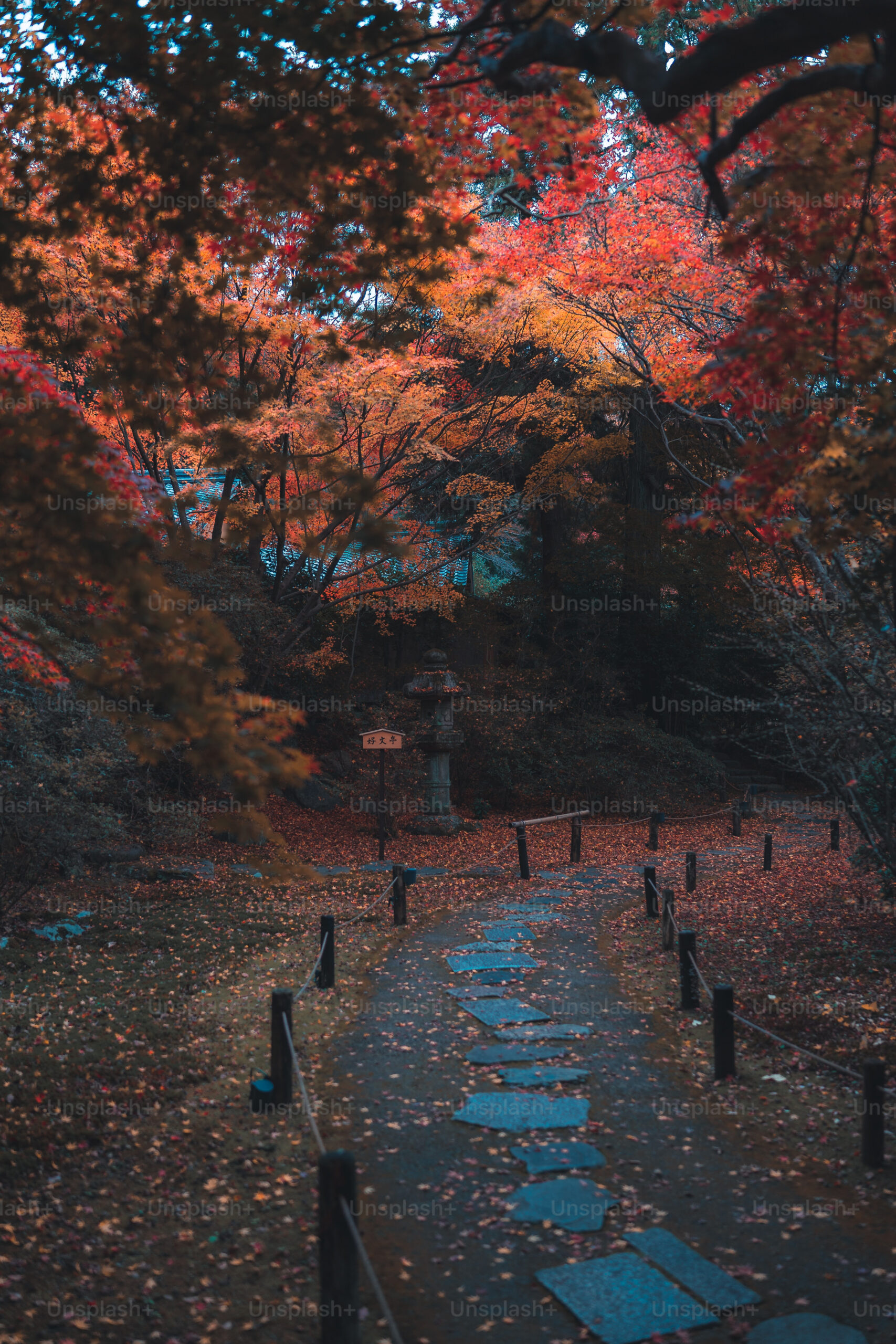 ,+ Autumn Night Pictures  Download Free Images on Unsplash