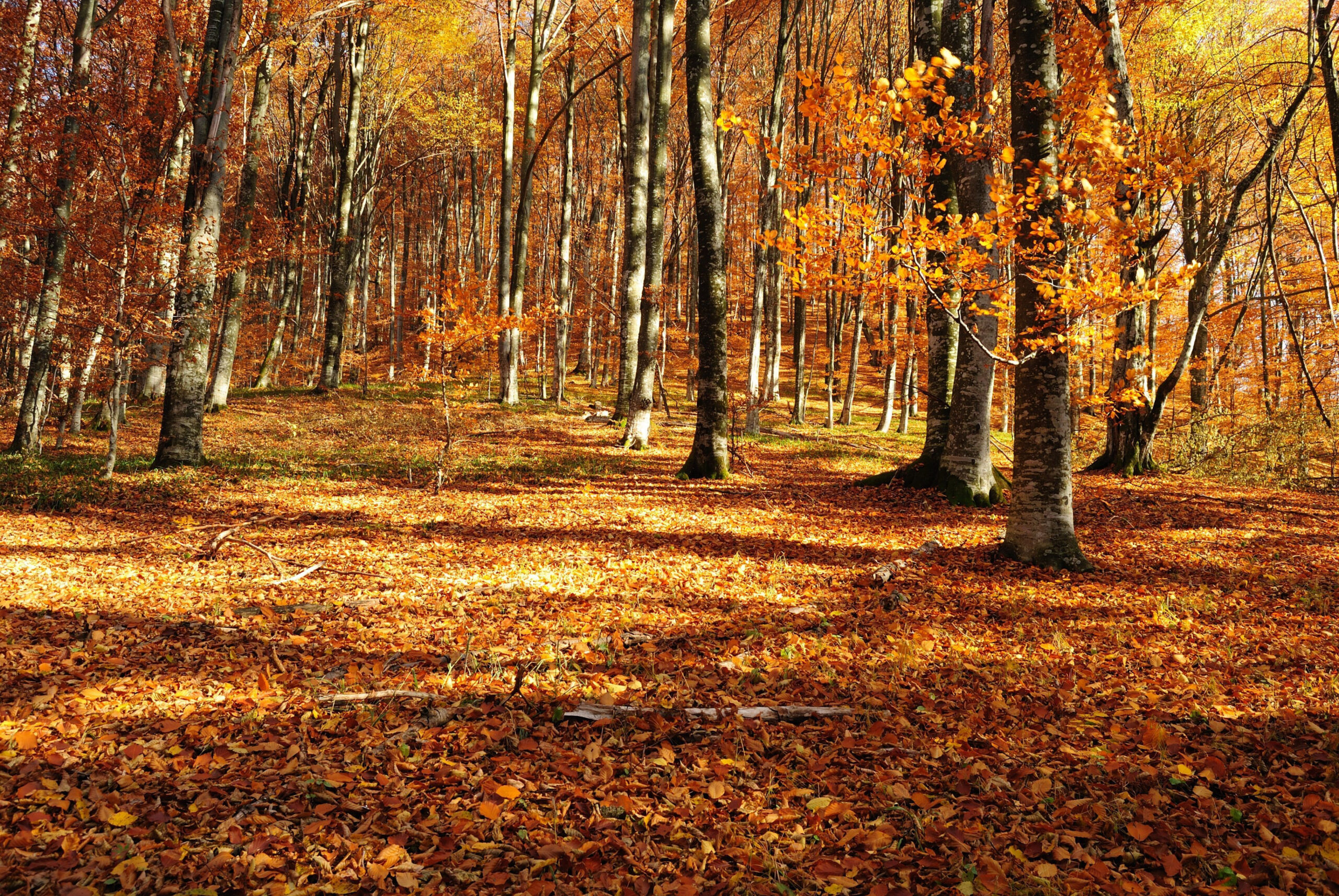 Autumn Outdoor Wallpapers - Wallpaper Cave