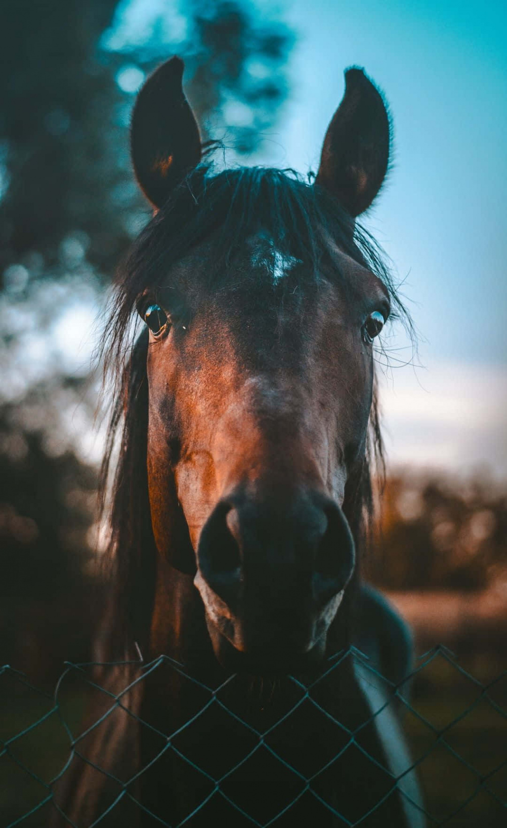 +] Beautiful Horse Iphone Wallpapers  Wallpapers