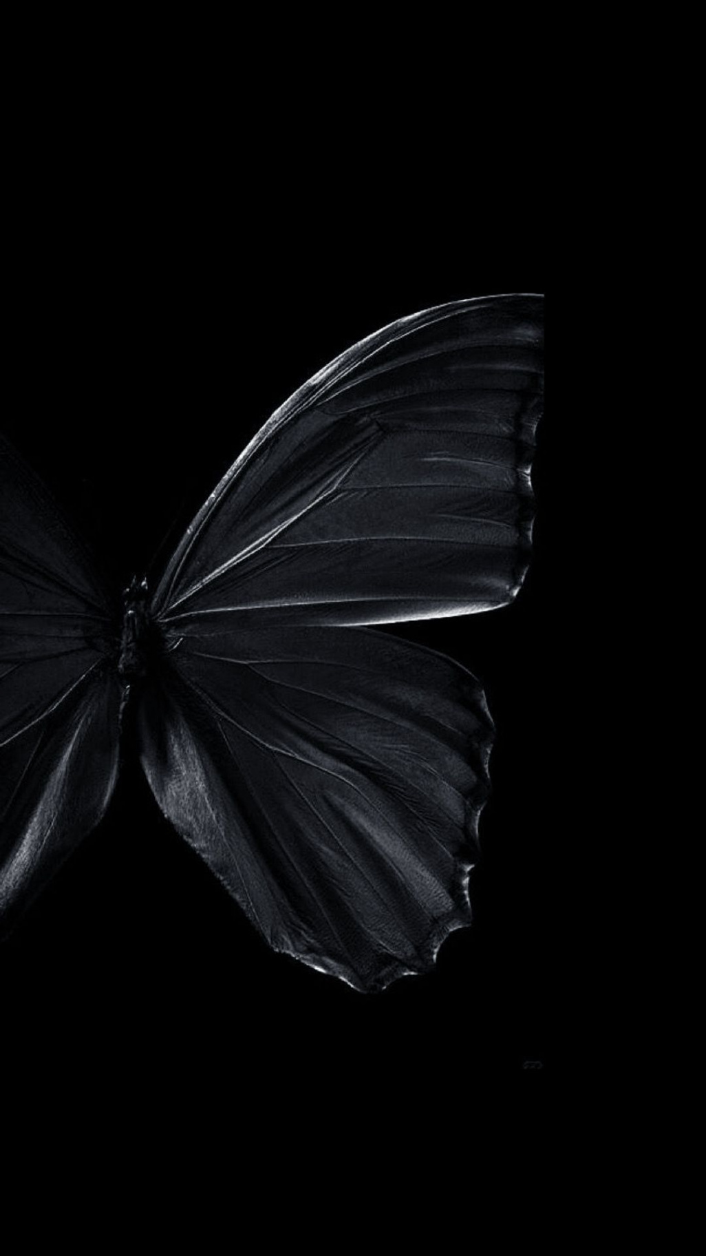 Black Butterfly Wallpaper  Papel de parede preto e branco, Preto