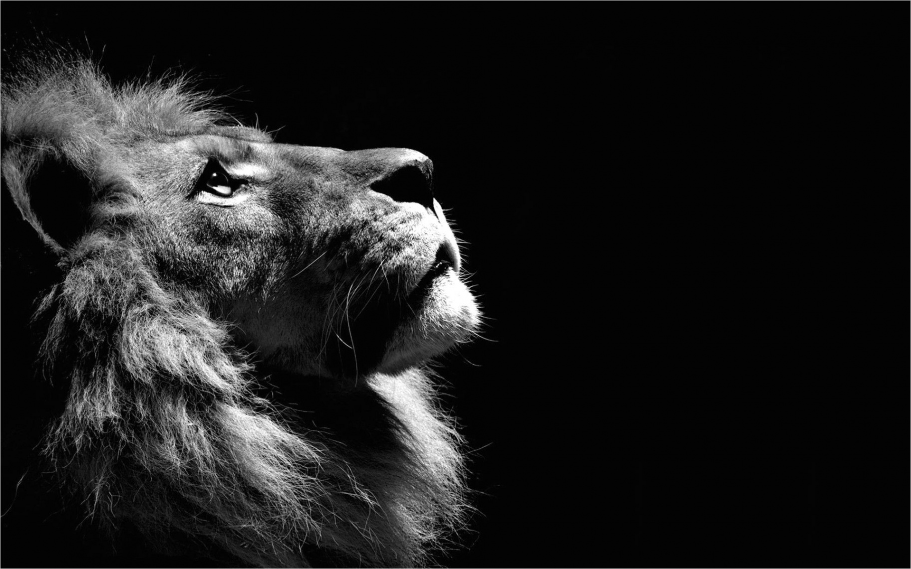 Black Lion k Wallpaper  Background hd wallpaper, Lion wallpaper