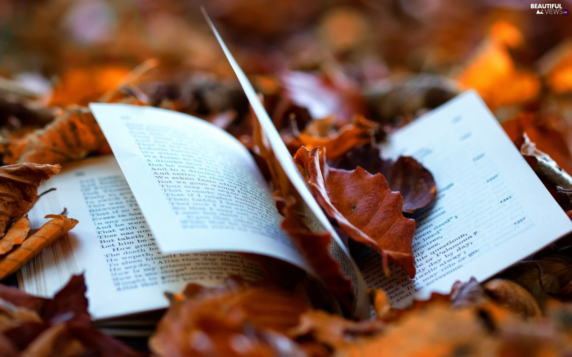 book autumn - Google keresés  Book wallpaper, Book week, Novels