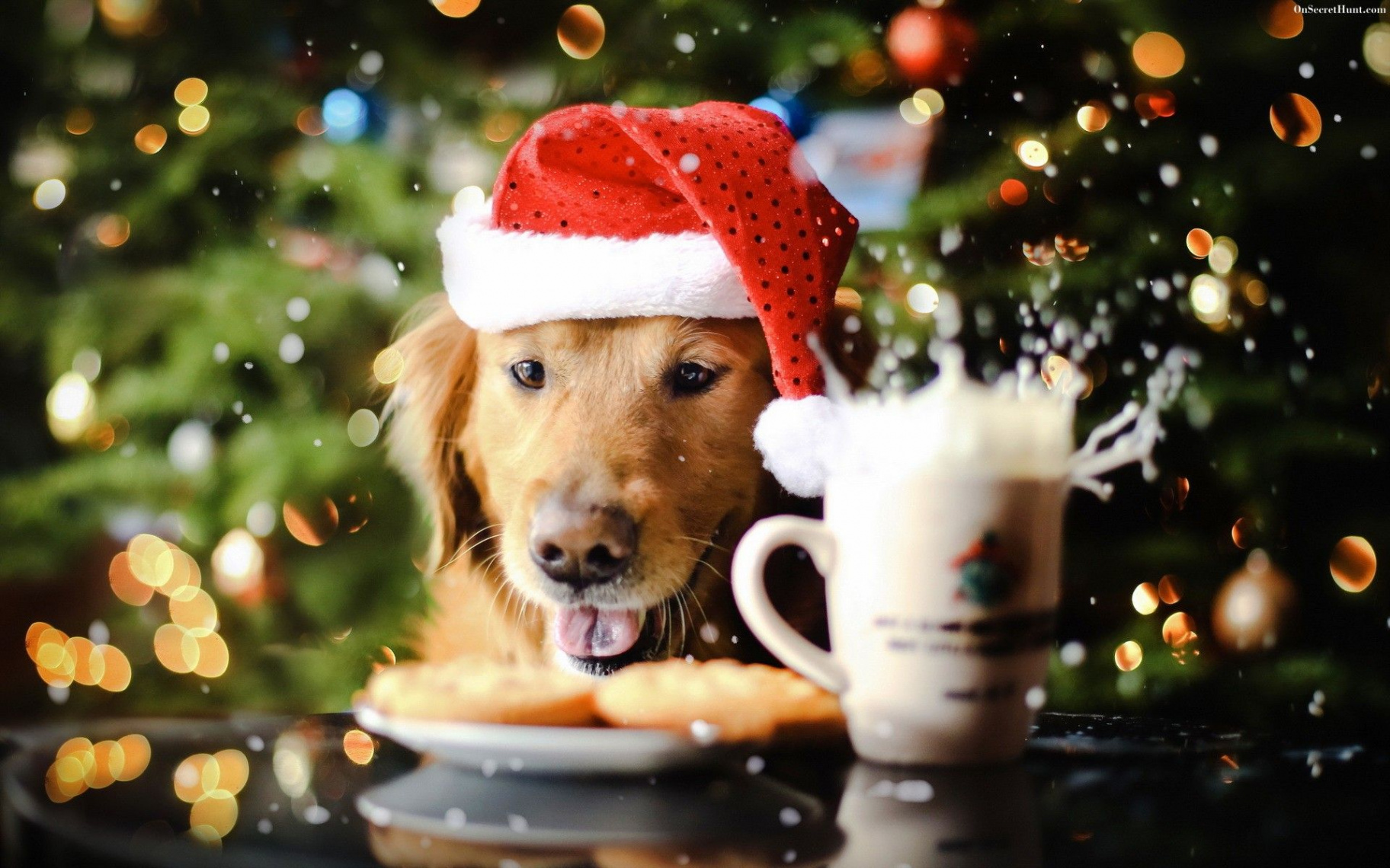 christmas tumblr - Google zoeken  Christmas dog, Dog wallpaper