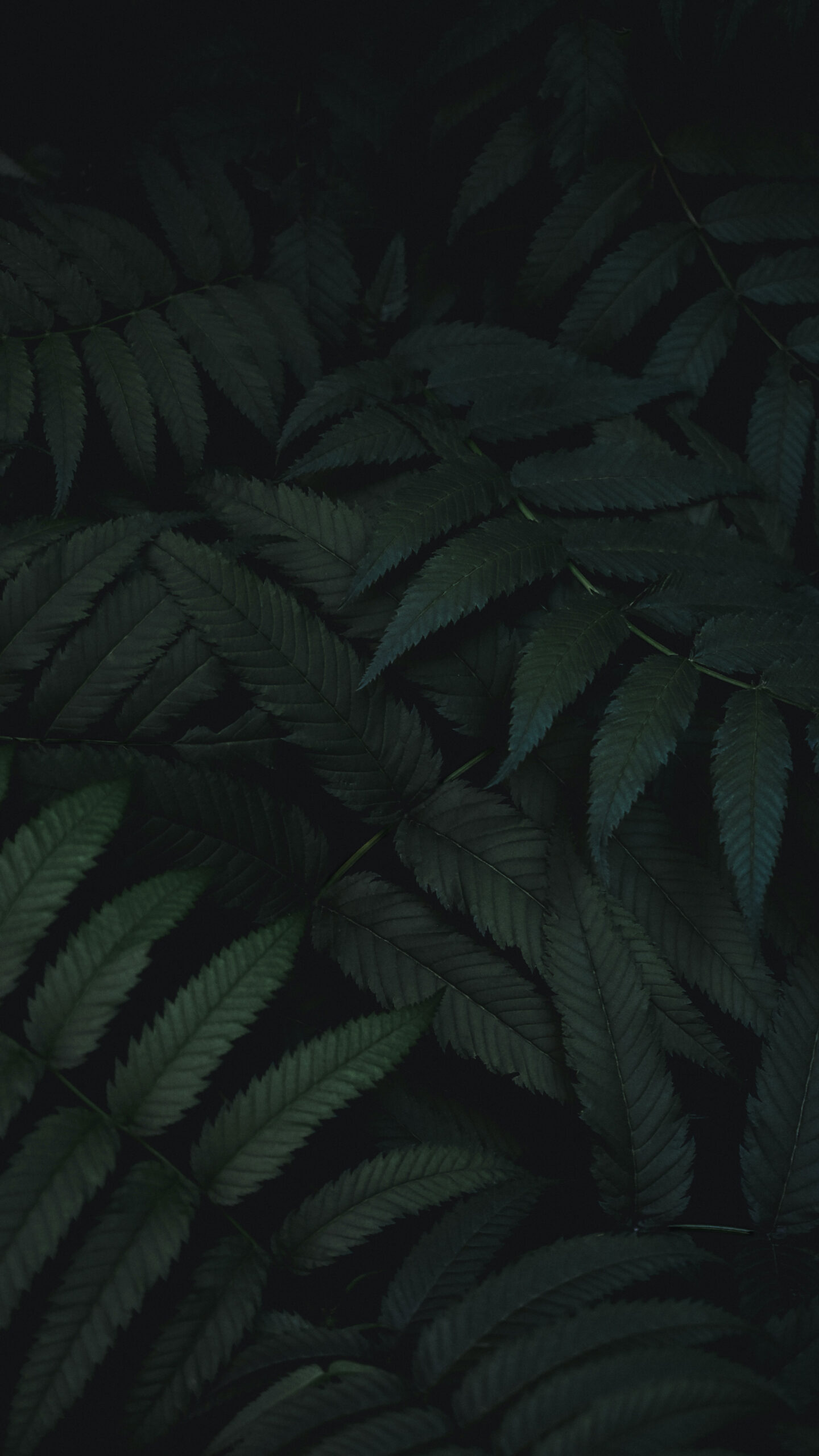 + Dark Green Pictures  Download Free Images on Unsplash