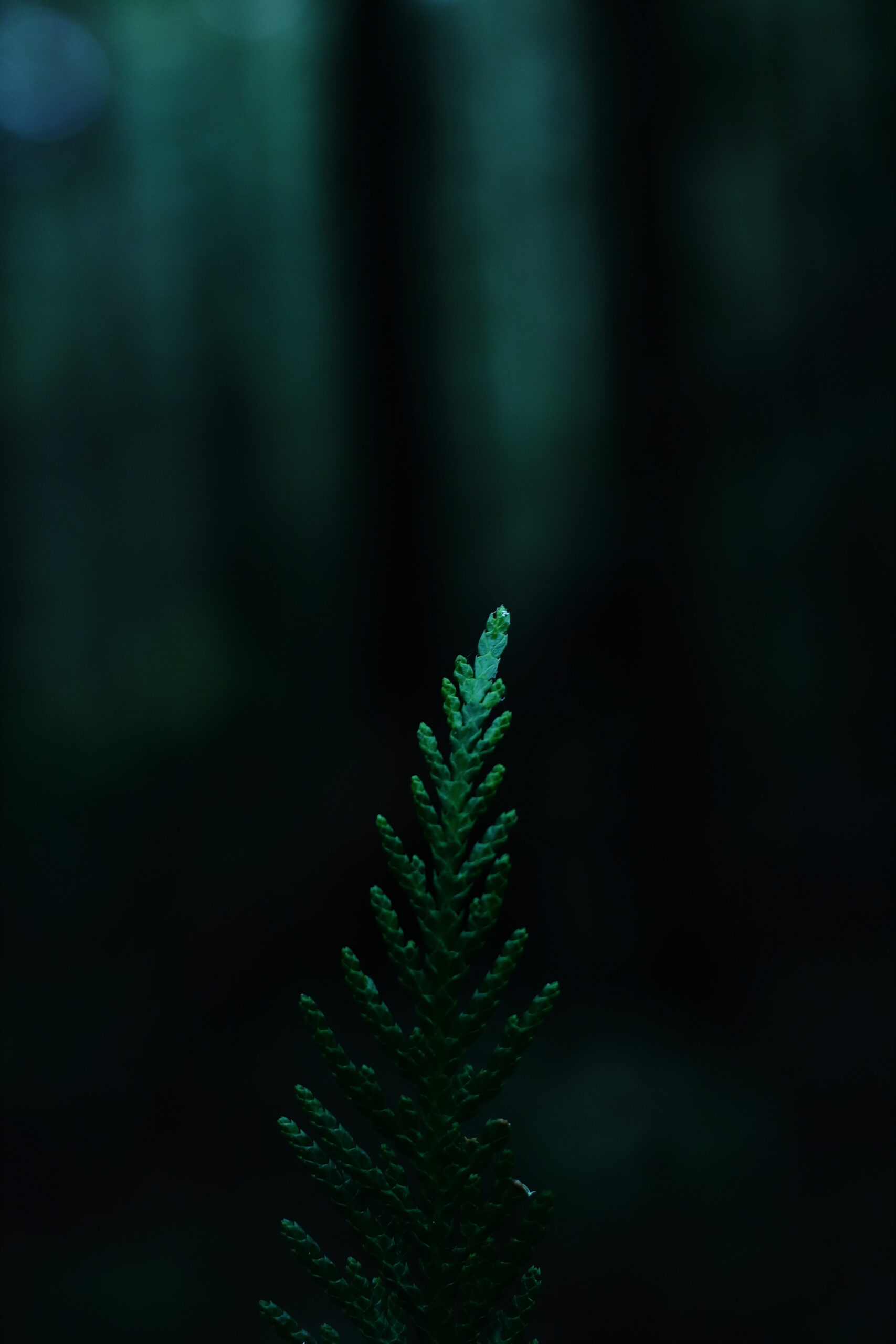 + Dark Green Pictures  Download Free Images on Unsplash