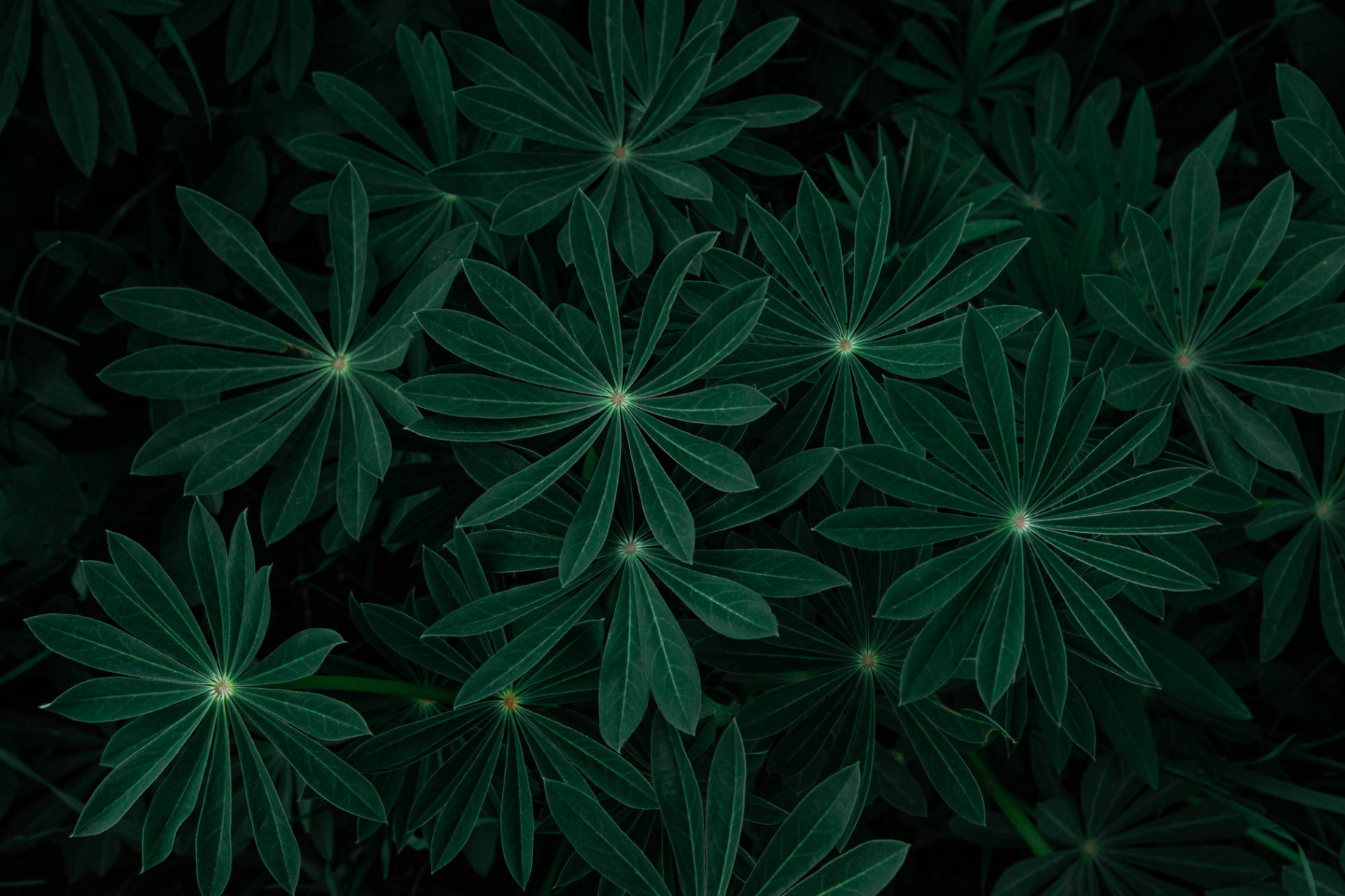 +] Dark Green Wallpapers  Wallpapers