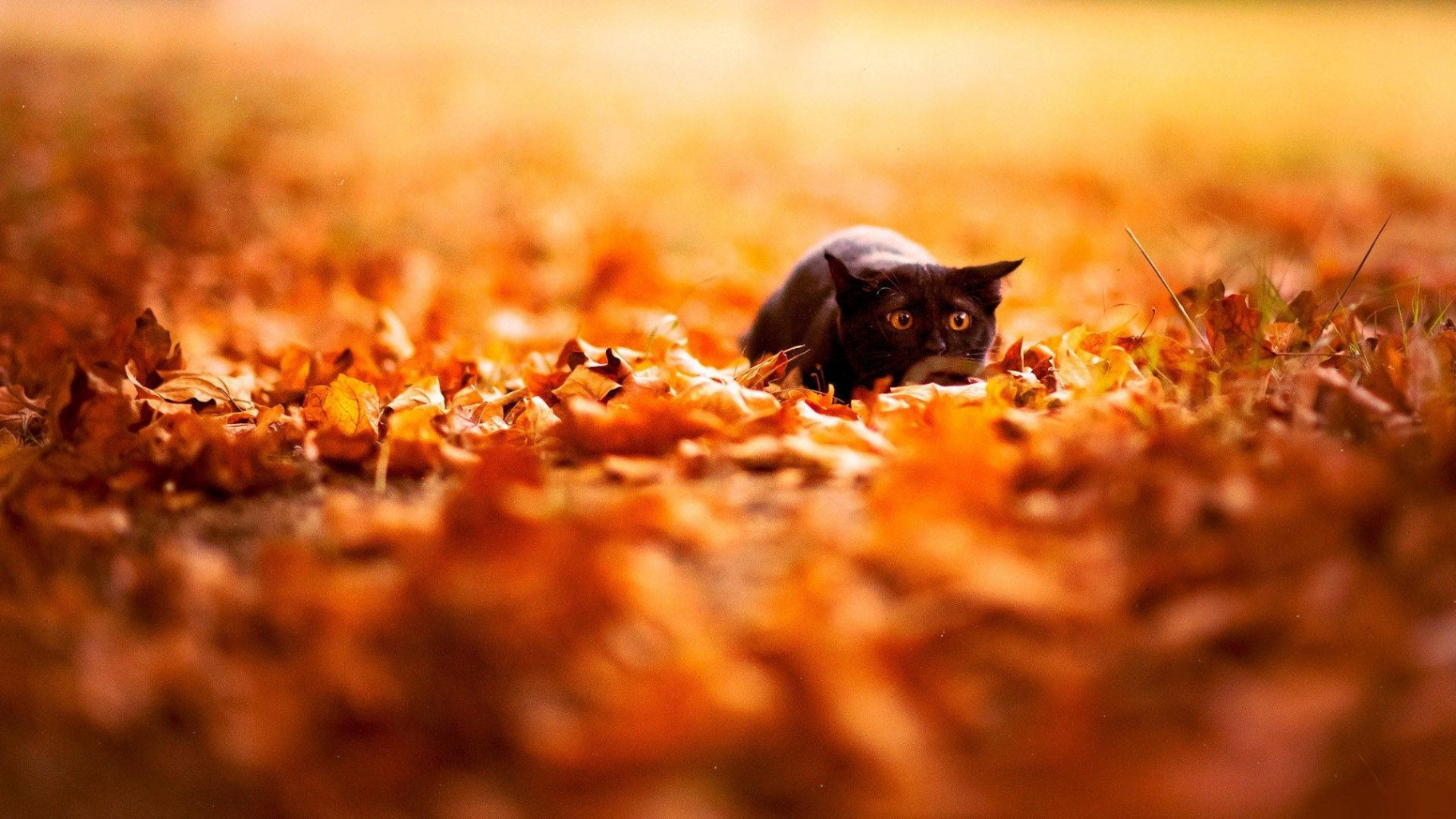 Download Black Cat In Fall Season Wallpaper  Wallpapers