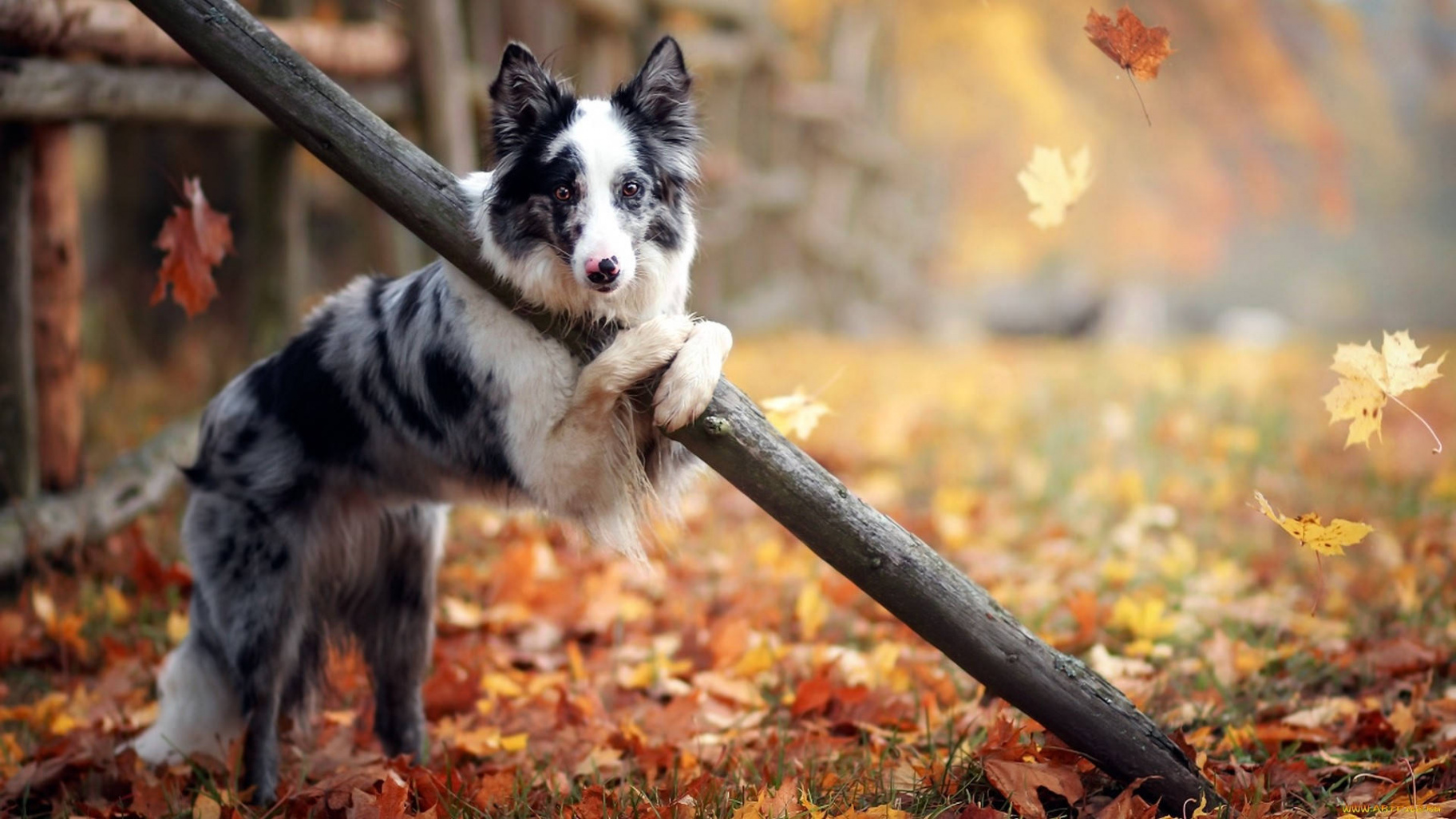 Download Cute Fall Dog Wallpaper  Wallpapers