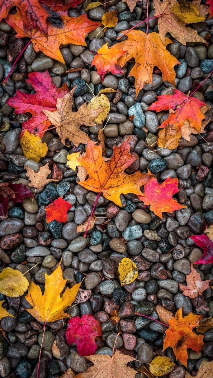 Download Fall Wallpaper by georgekev -  - Free on ZEDGE™ now