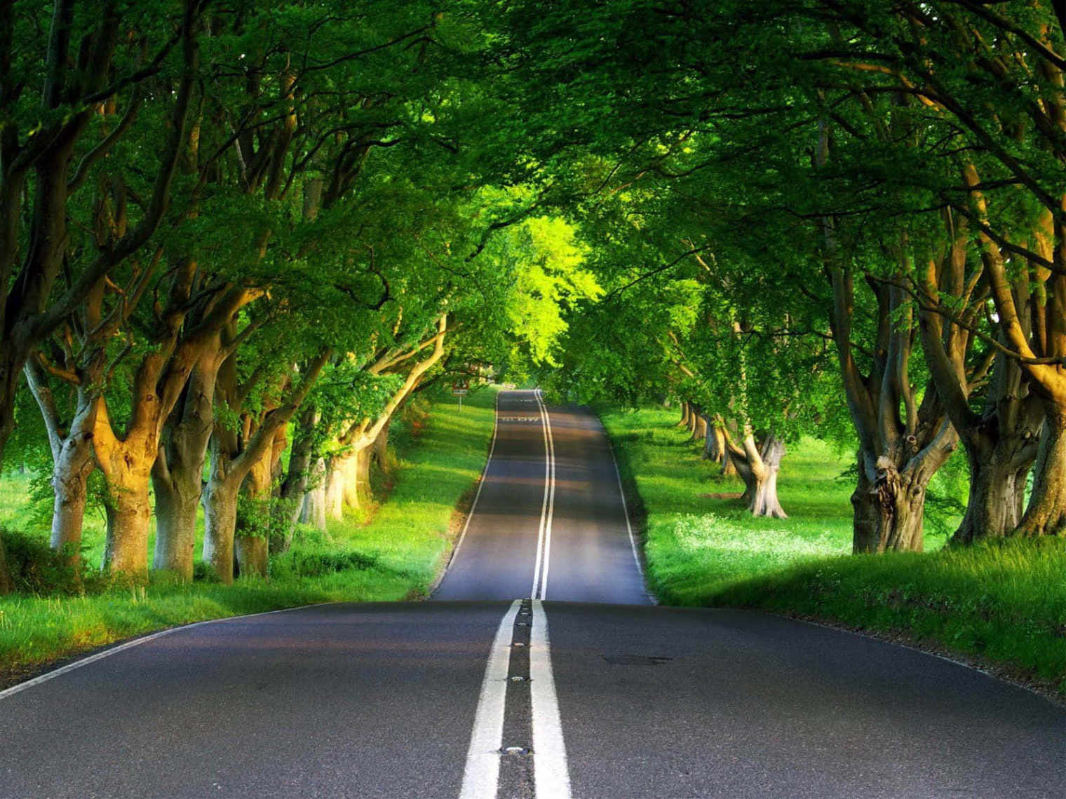 Download Green Landscape Avenue Outside Background  Wallpapers