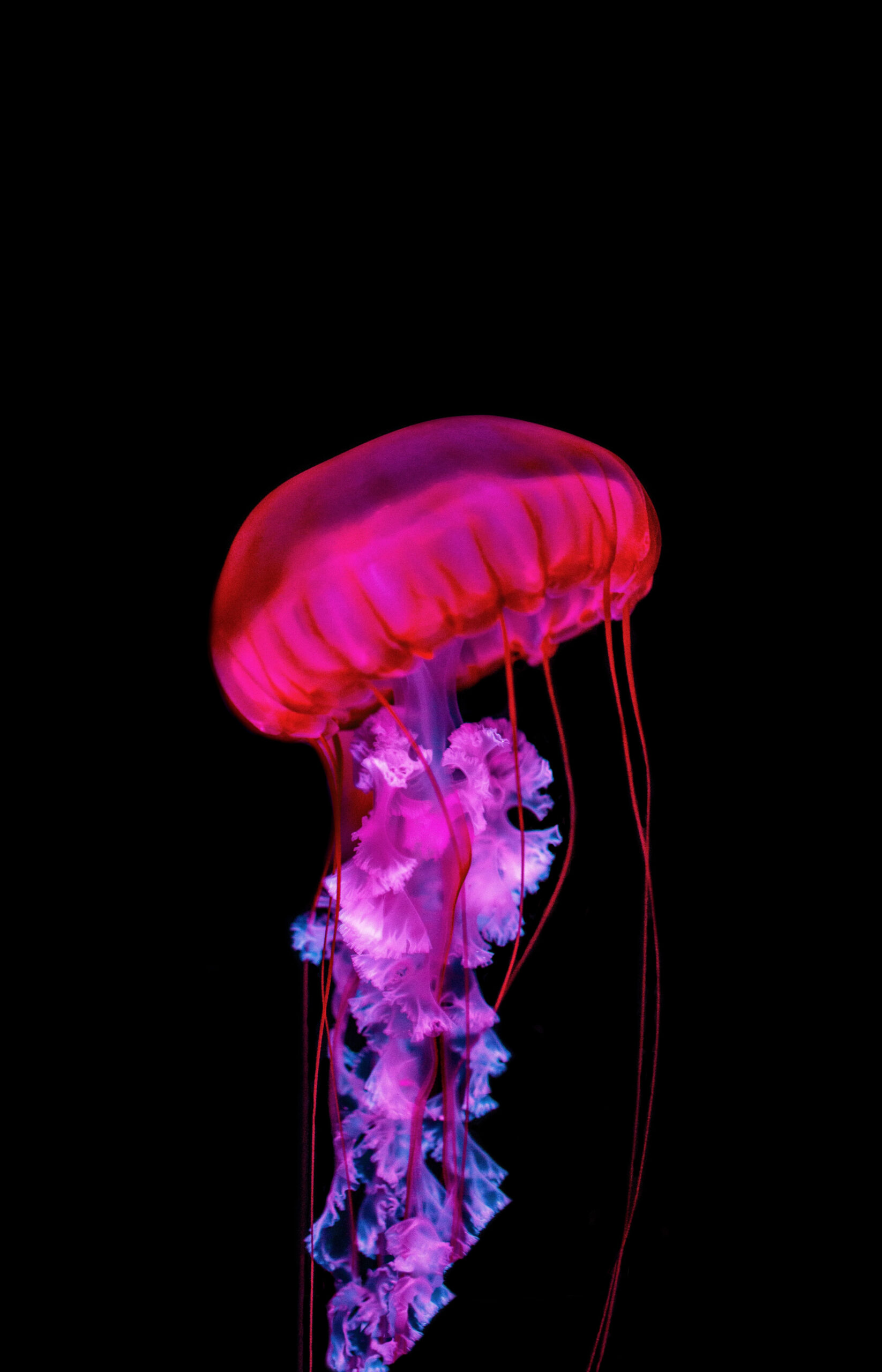 Download "Jellyfish" wallpapers for mobile phone, free "Jellyfish