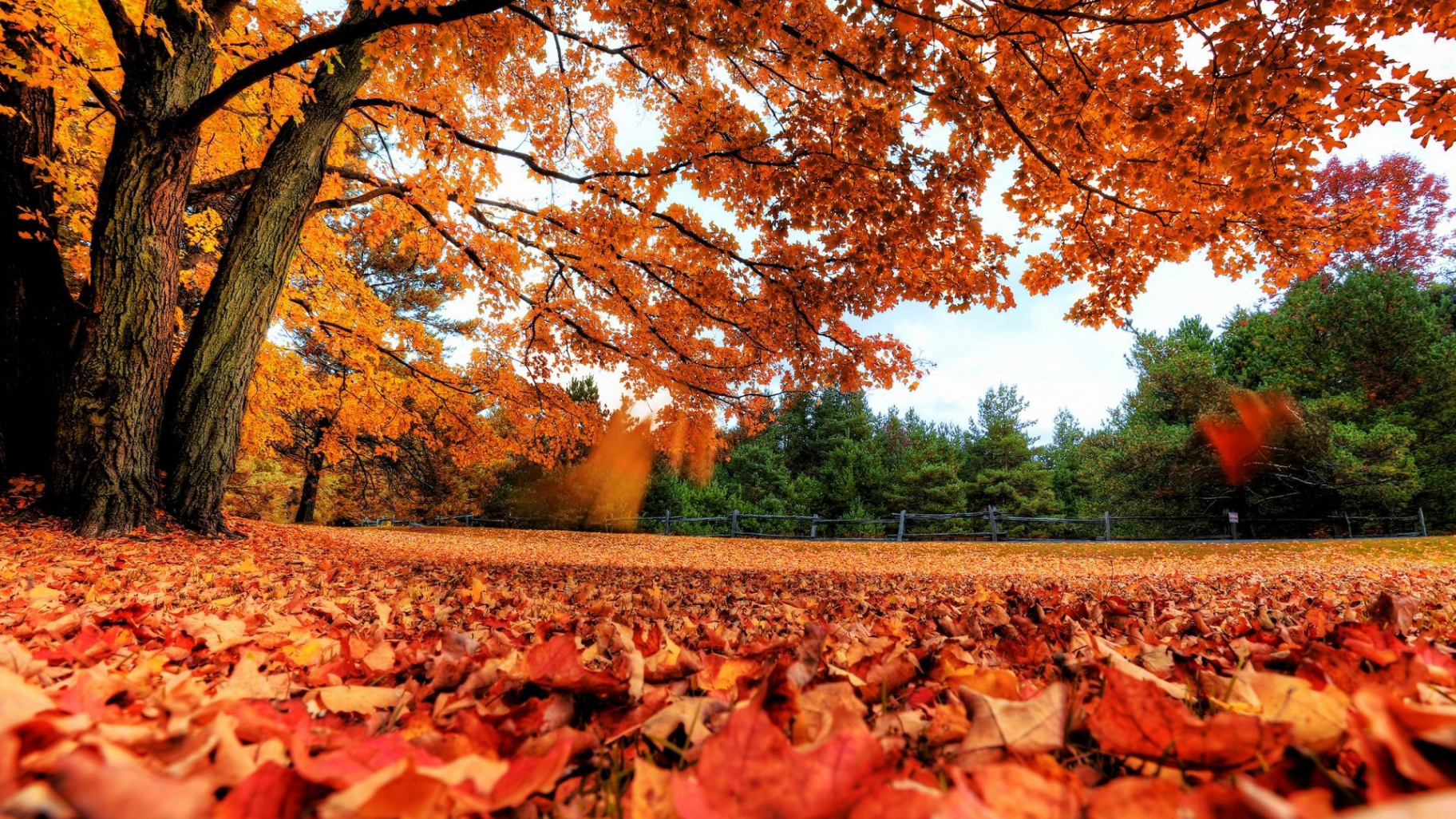 Fall Clean Ups Are Important, And We Can Help!  Autumn leaves