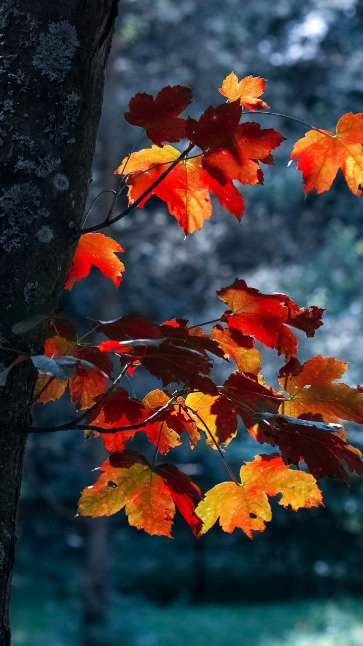 Fall iPhone XS Wallpapers - Best Autumn Backgrounds  November