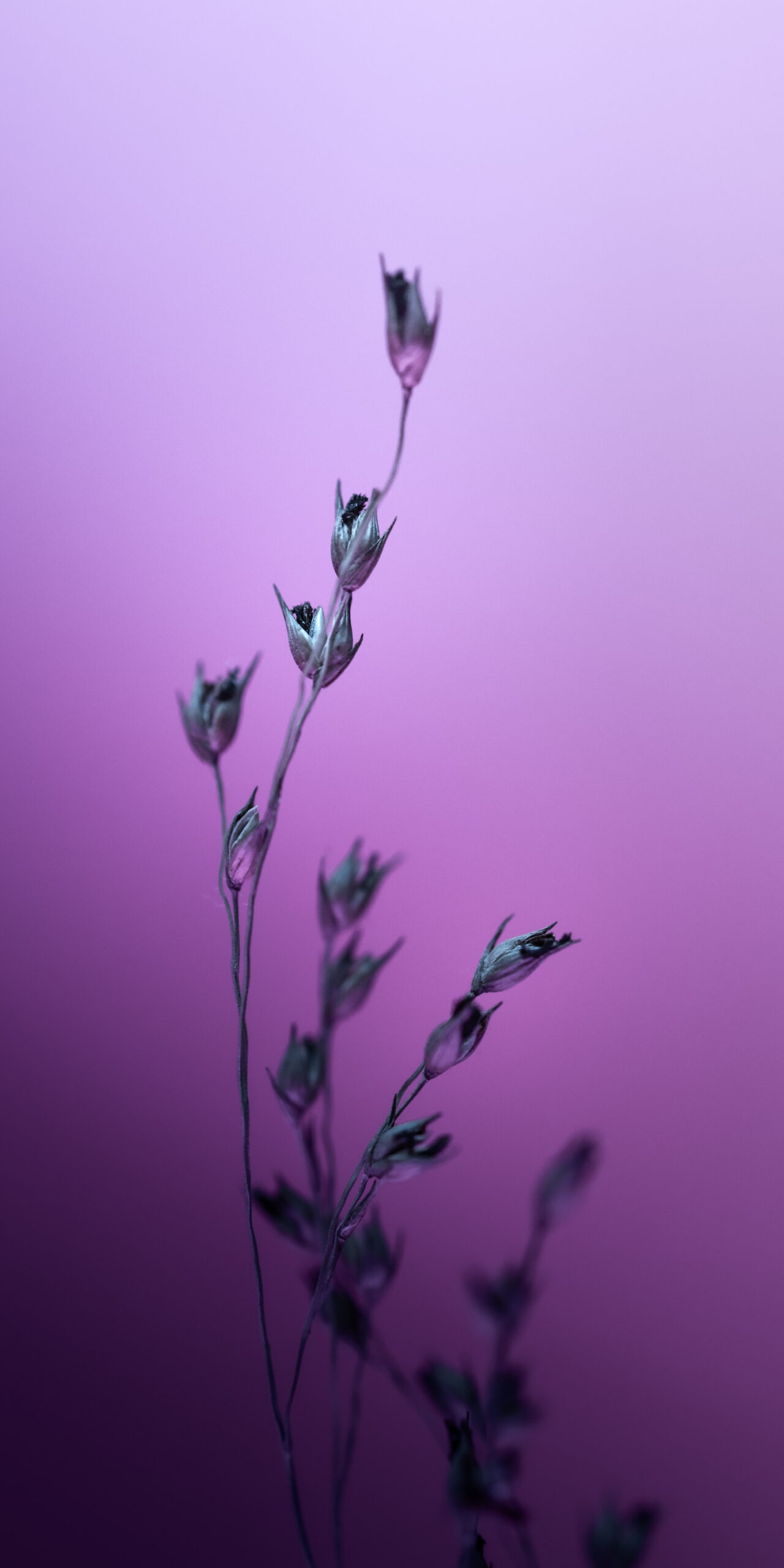 Flowering buds gradient iPhone wallpapers