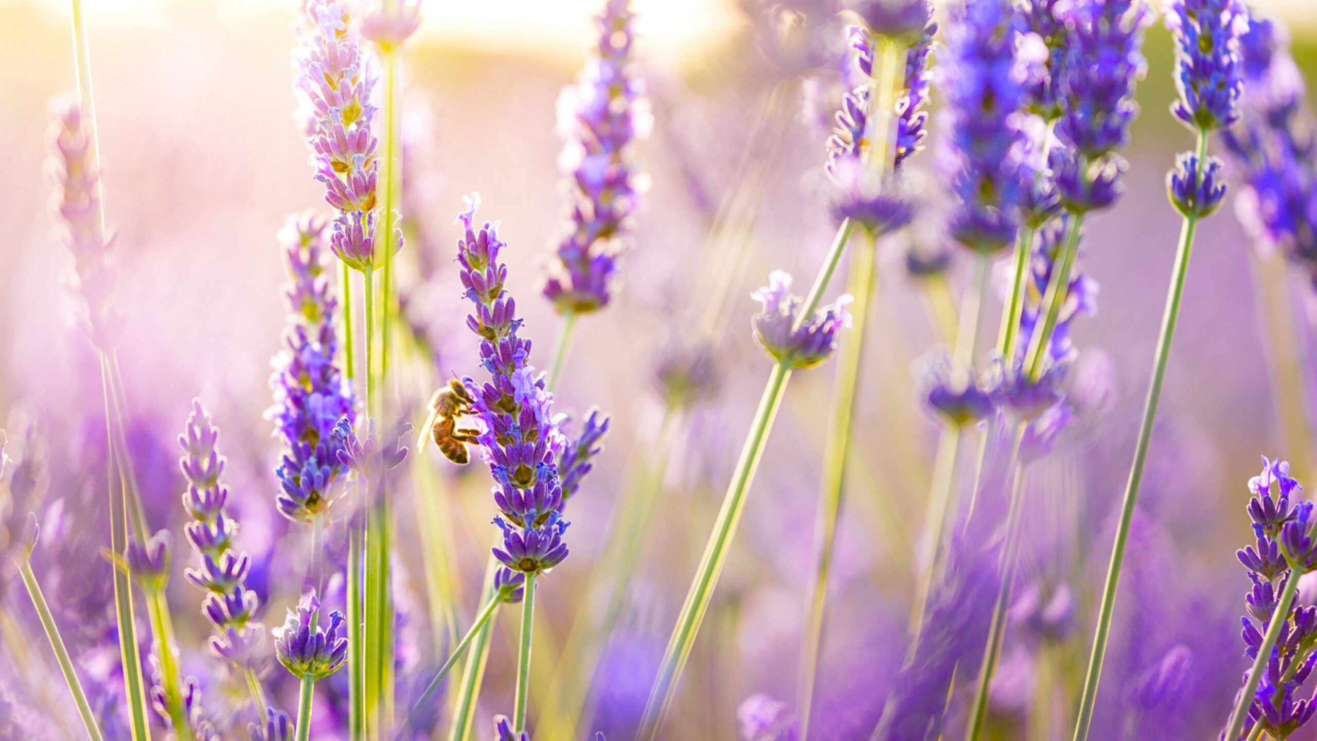 Flowers Lavender Wallpapers  hdqwalls