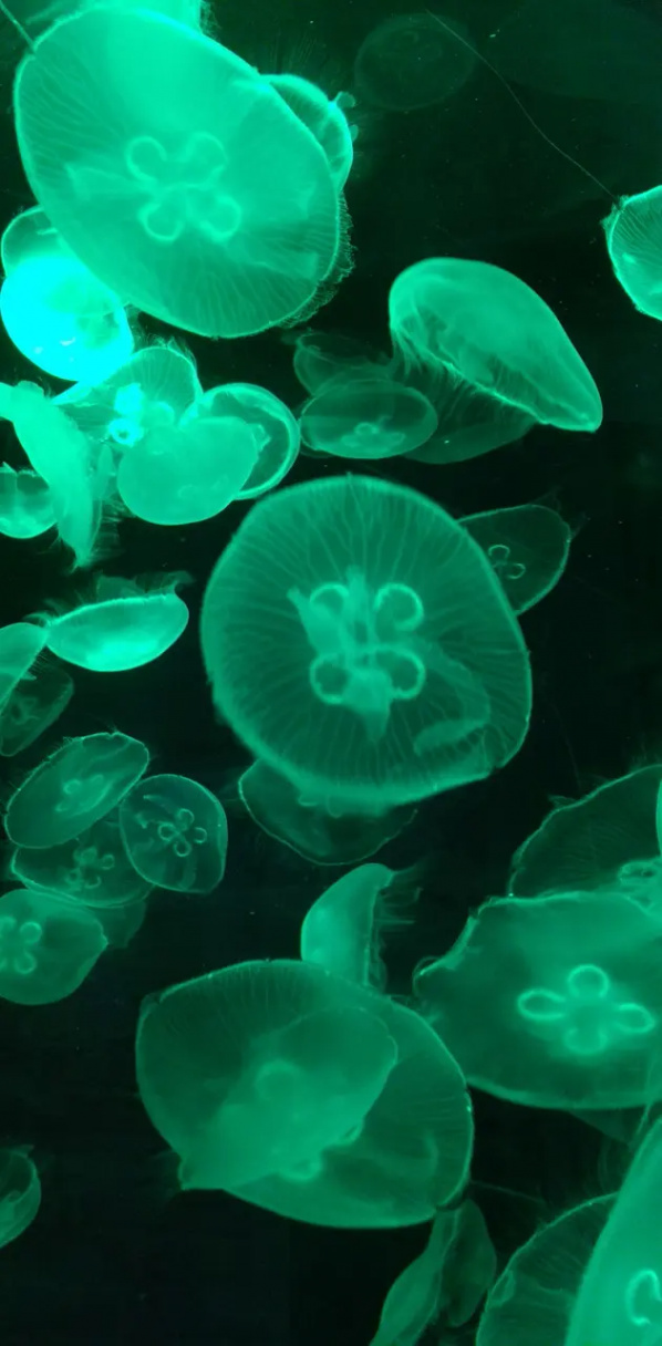 Glowing jellyfish wallpaper by THEONLYDOMINIC - Download on ZEDGE