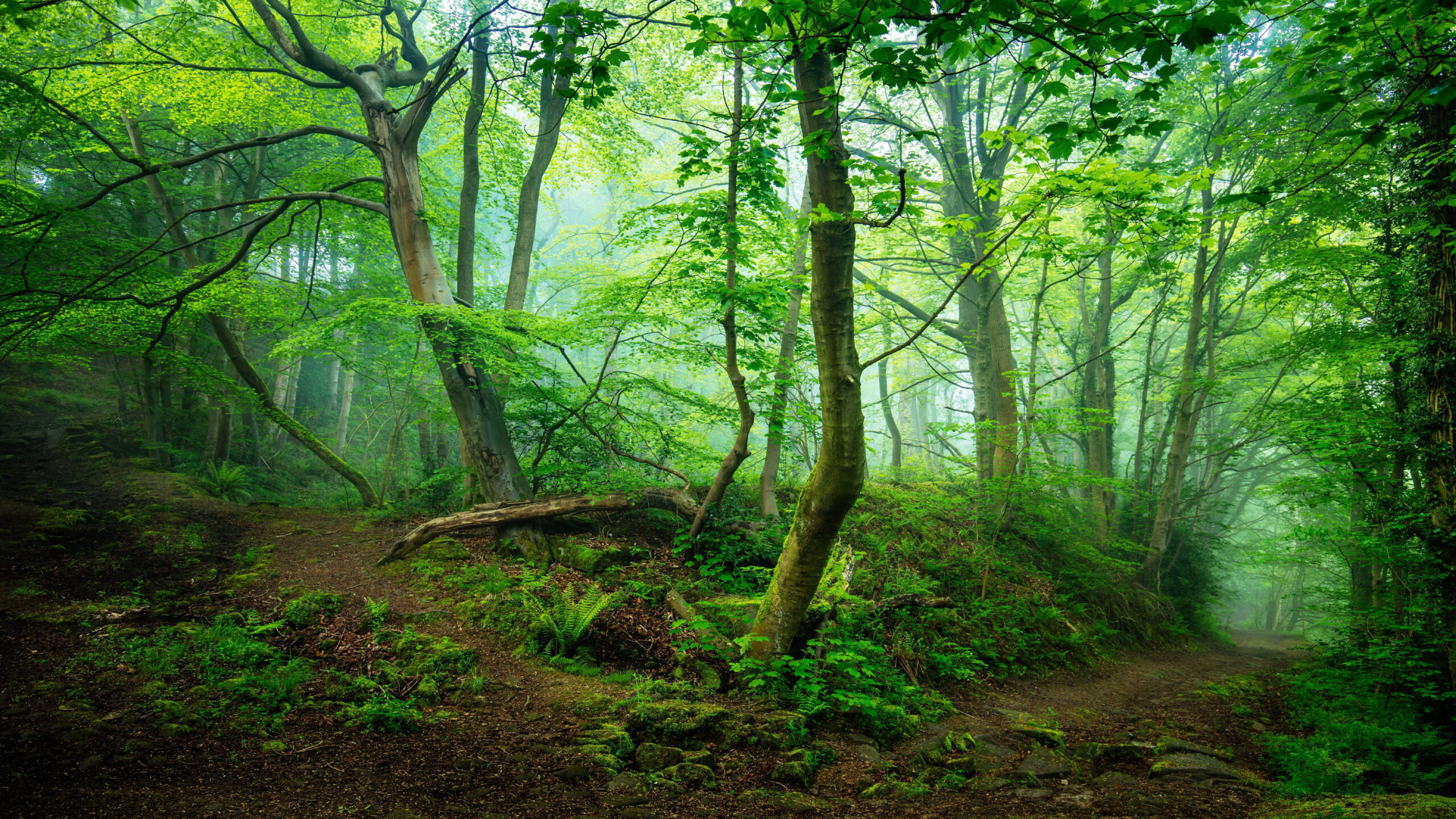 green forest green nature forest path #pathway #path #woods