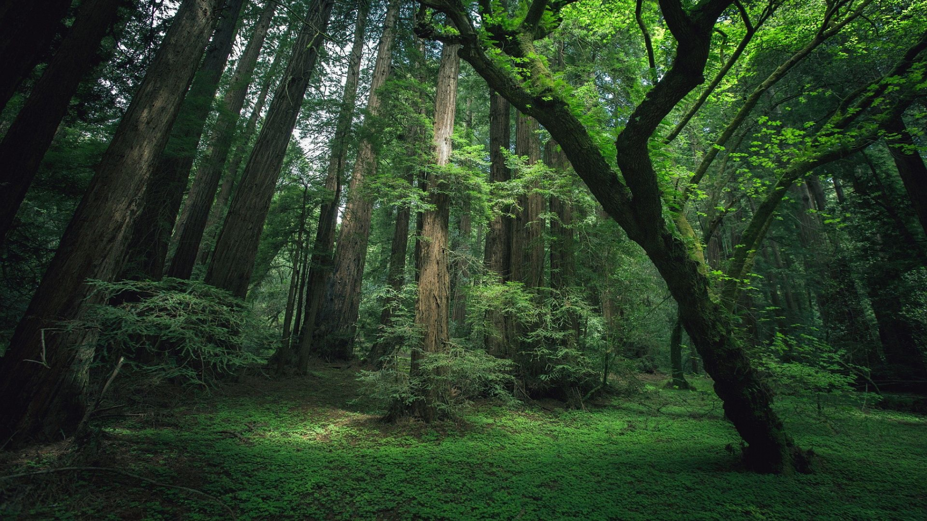 Green forest wallpaper  Forest wallpaper, Rainforest pictures