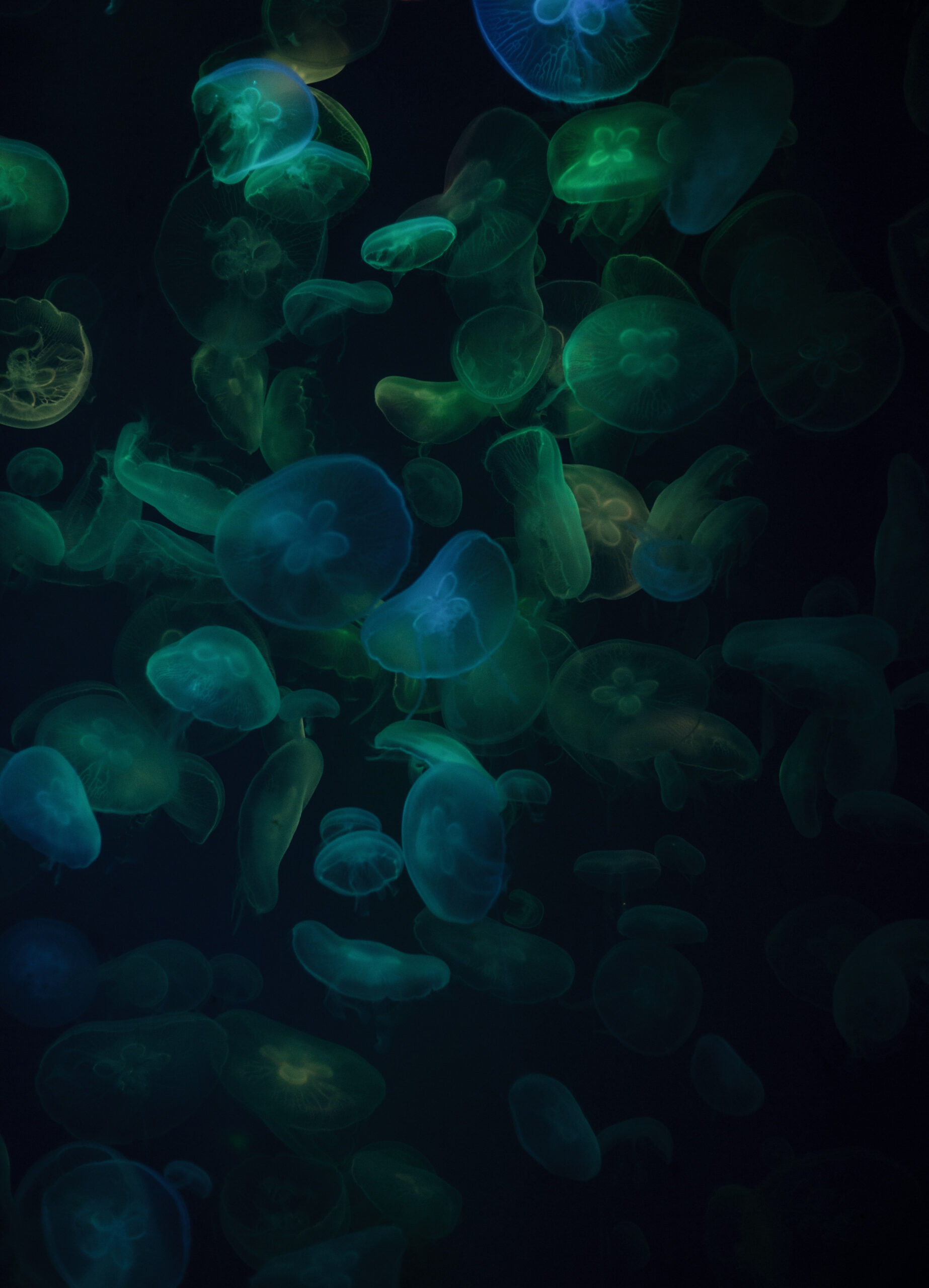 Green jellyfish photo – Free Grey Image on Unsplash