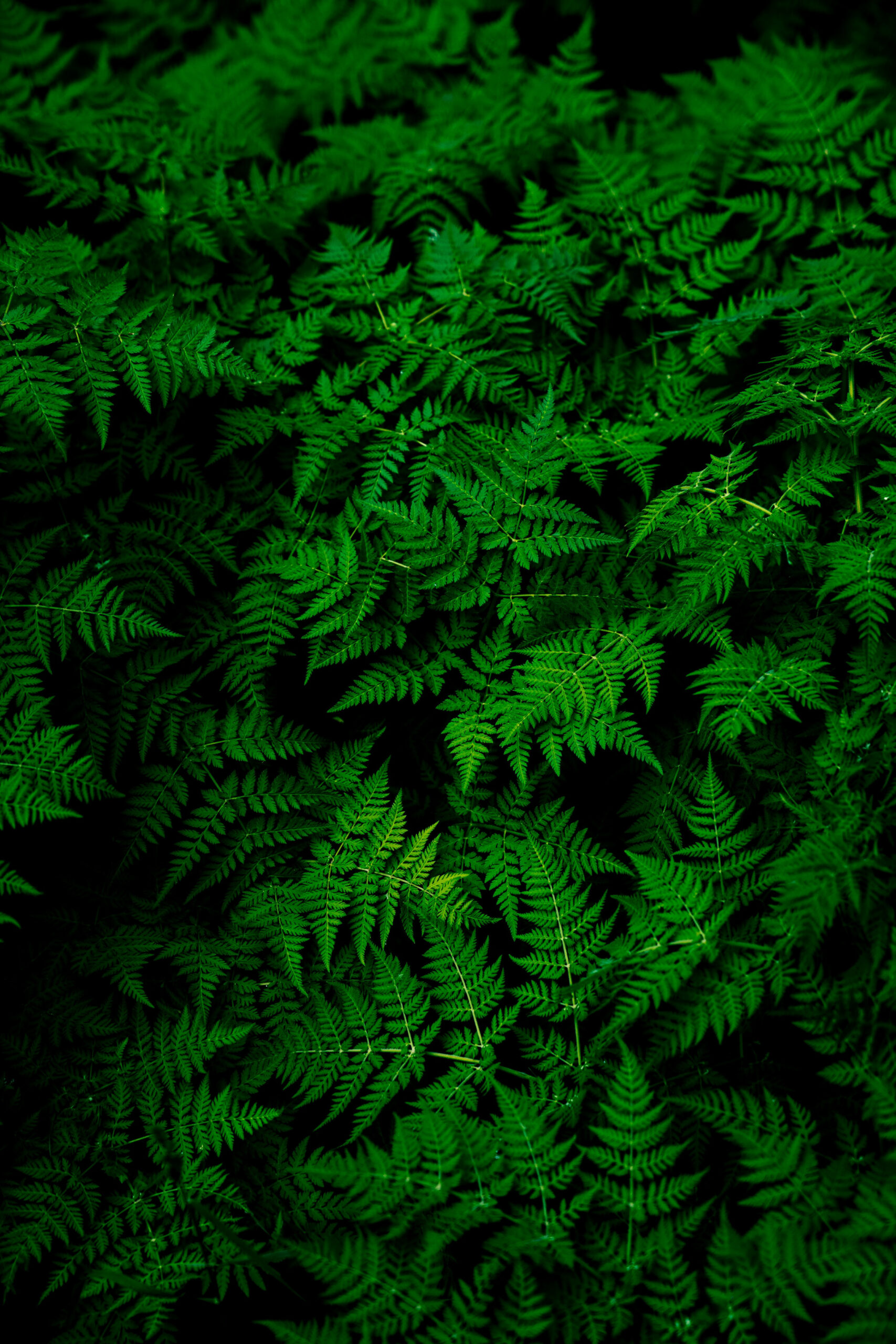 + Green Leaves Background Pictures  Download Free Images on