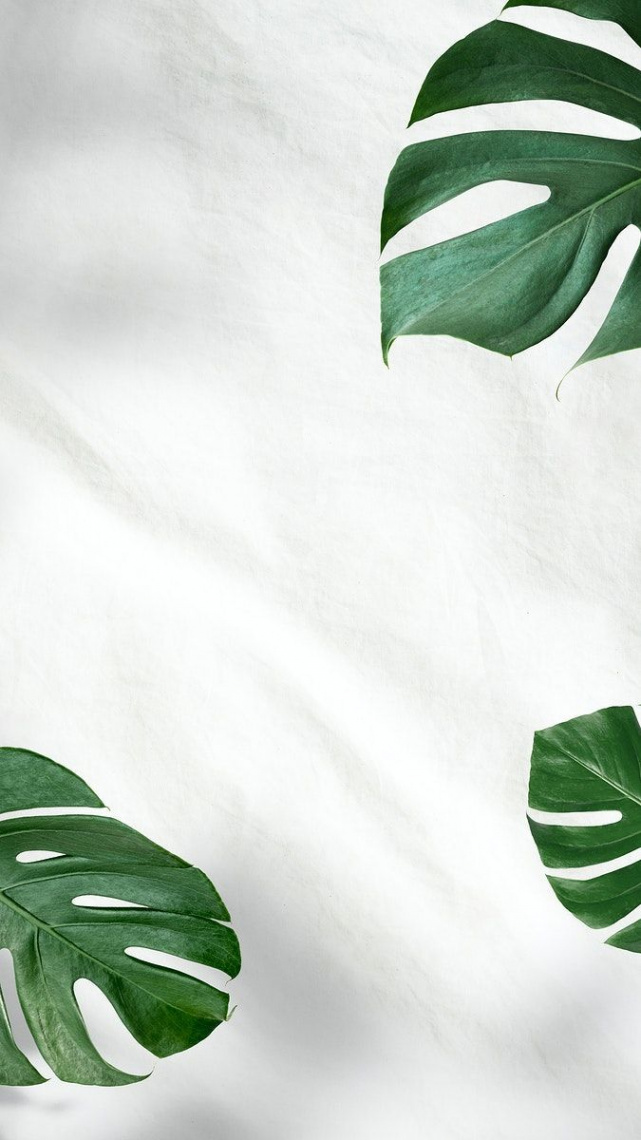 Green Monstera leaves on white background  premium image by