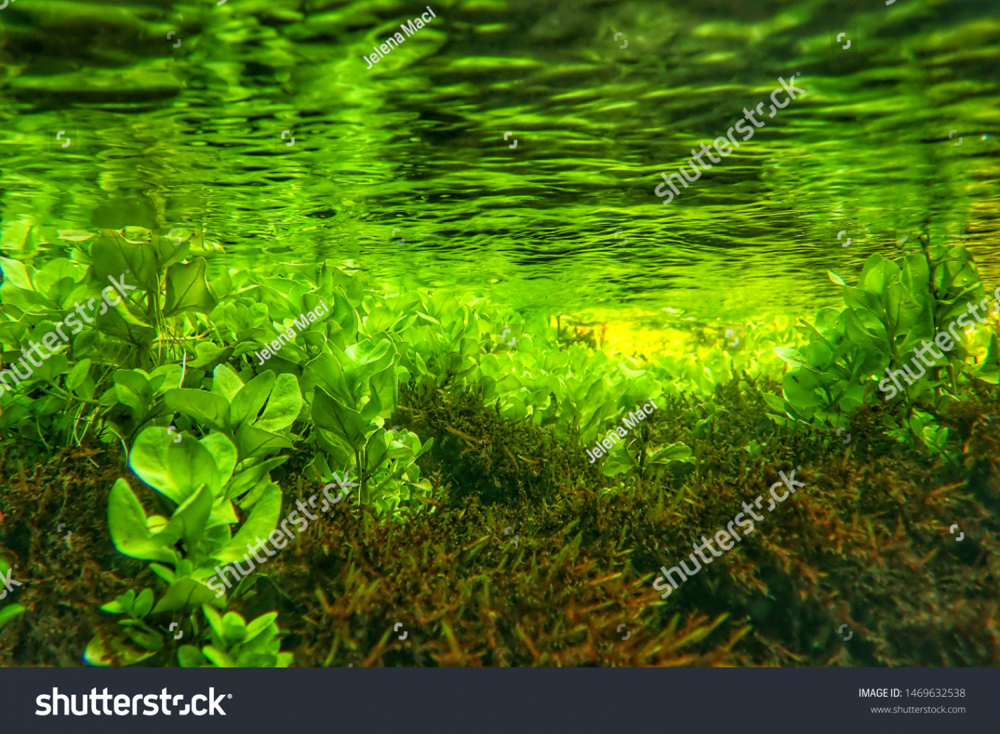 Green Wallpaper Underwater River Aquascape Beautiful Stock Photo