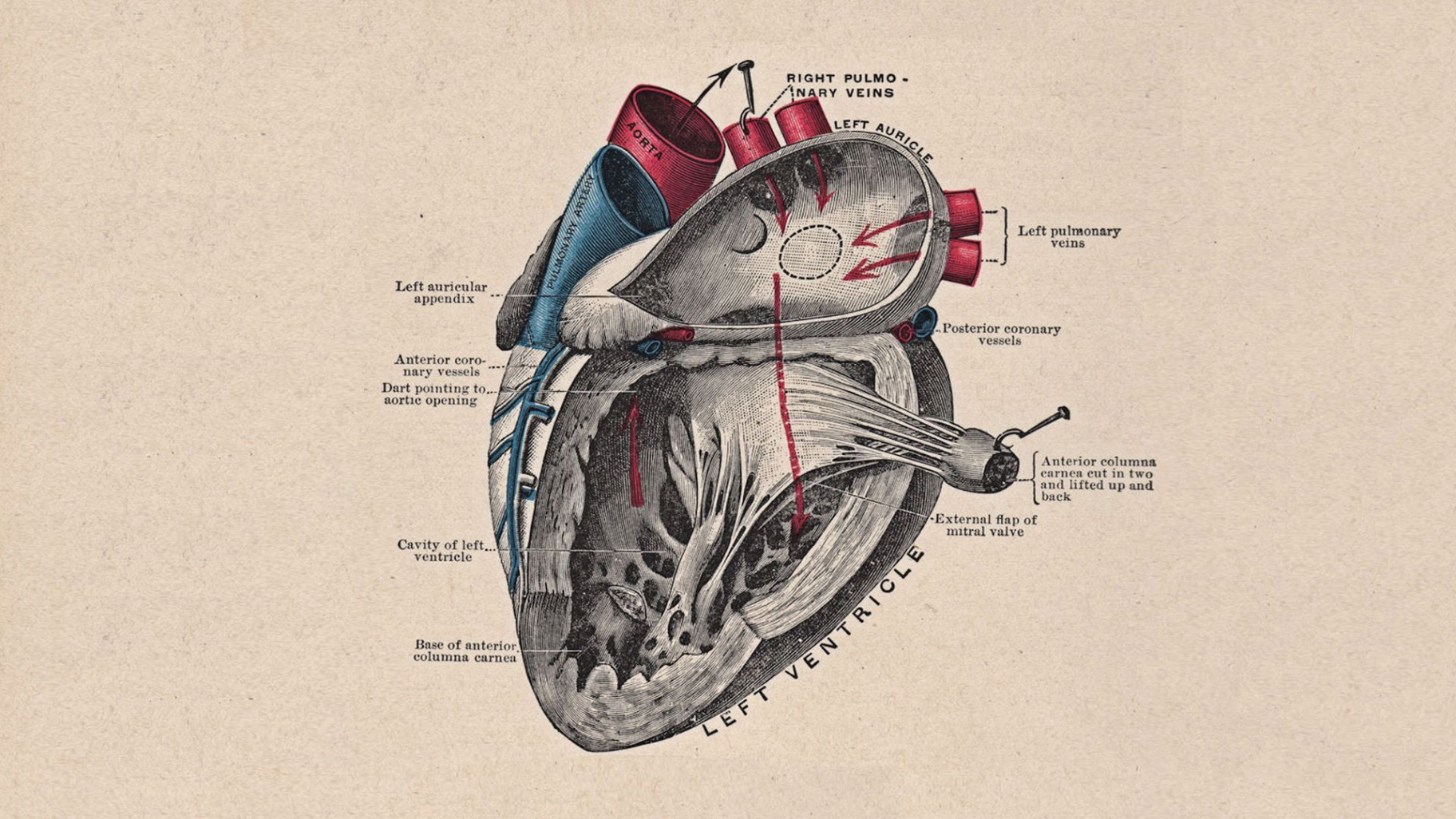 Heart Anatomy Wallpapers - Top Free Heart Anatomy Backgrounds