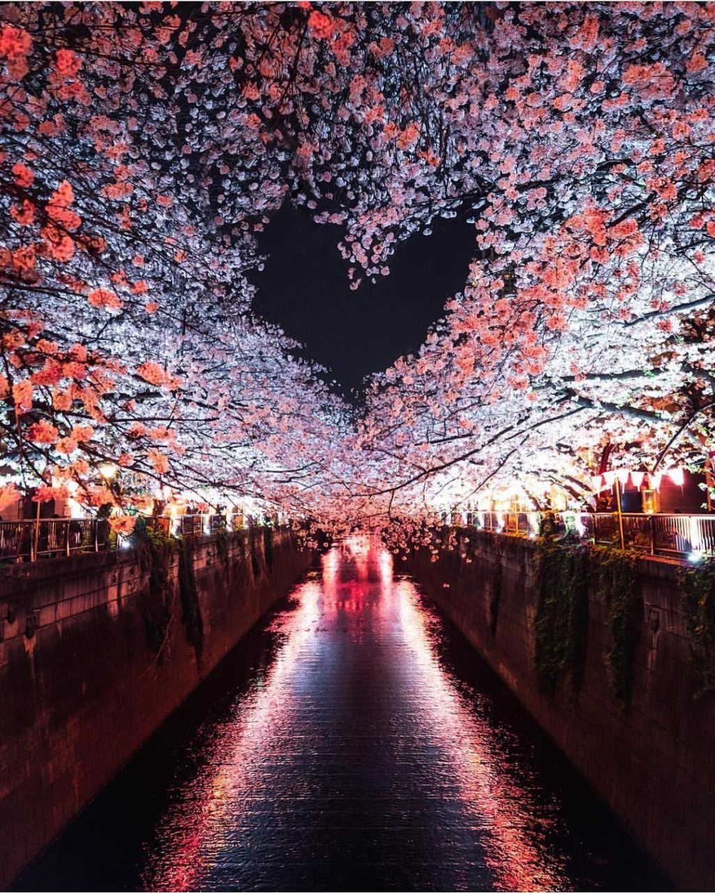 Heart shaped cherry blossoms, Tokyo - Japan