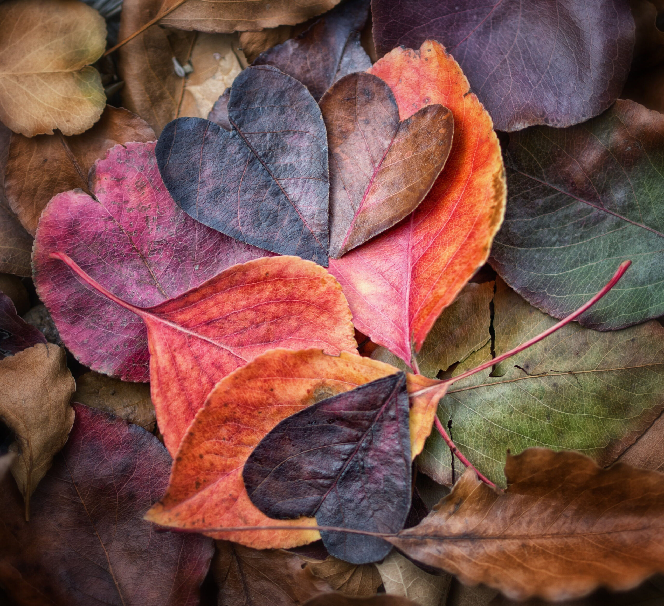 heart shaped leaves Fall In Love #Explore heart shaped #leaves