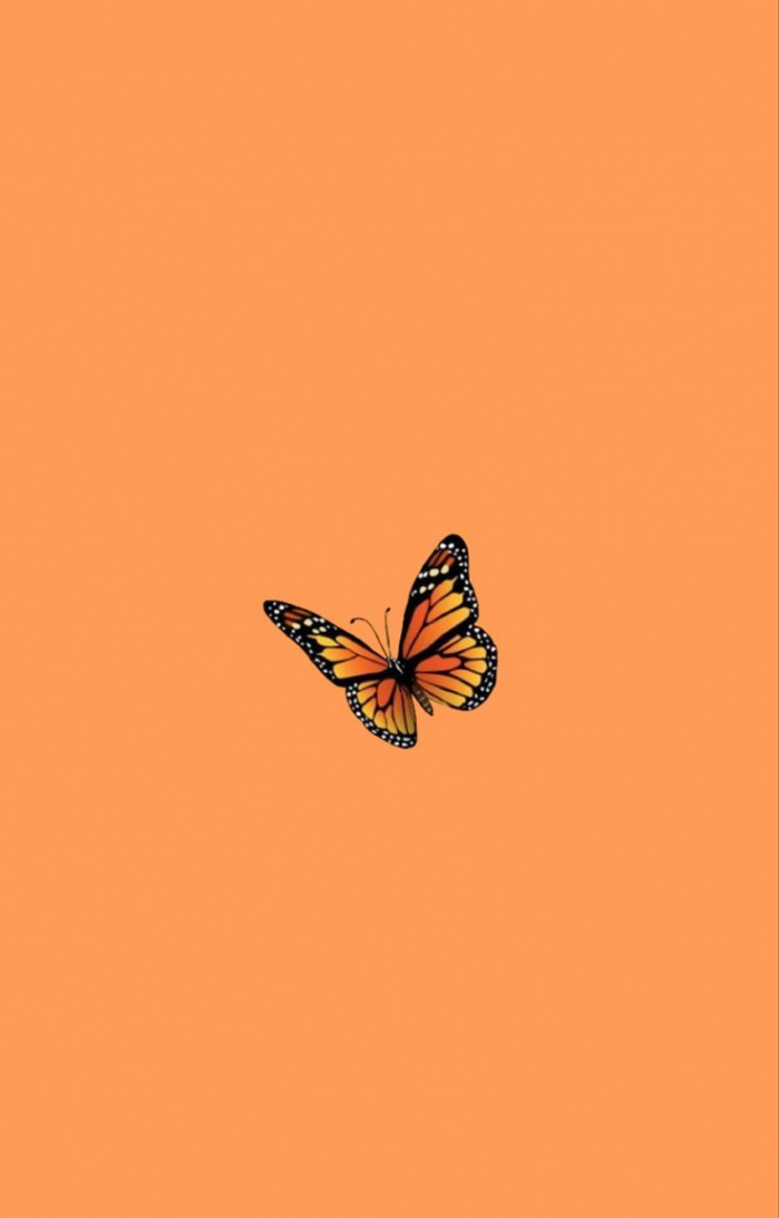 iPhone butterfly orange wallpaper  Iphone wallpaper orange