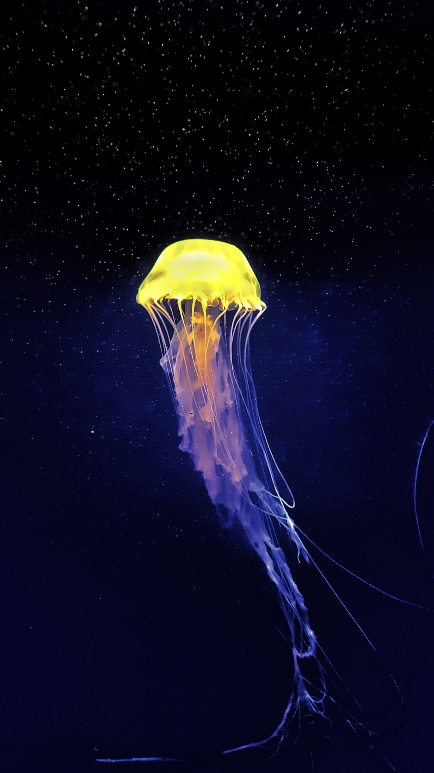 + Jellyfish Pictures [HD]  Download Free Images on Unsplash