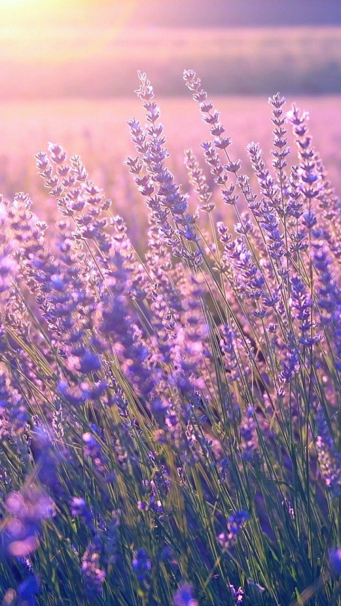 Lavenders  Flowers photography wallpaper, Purple flowers