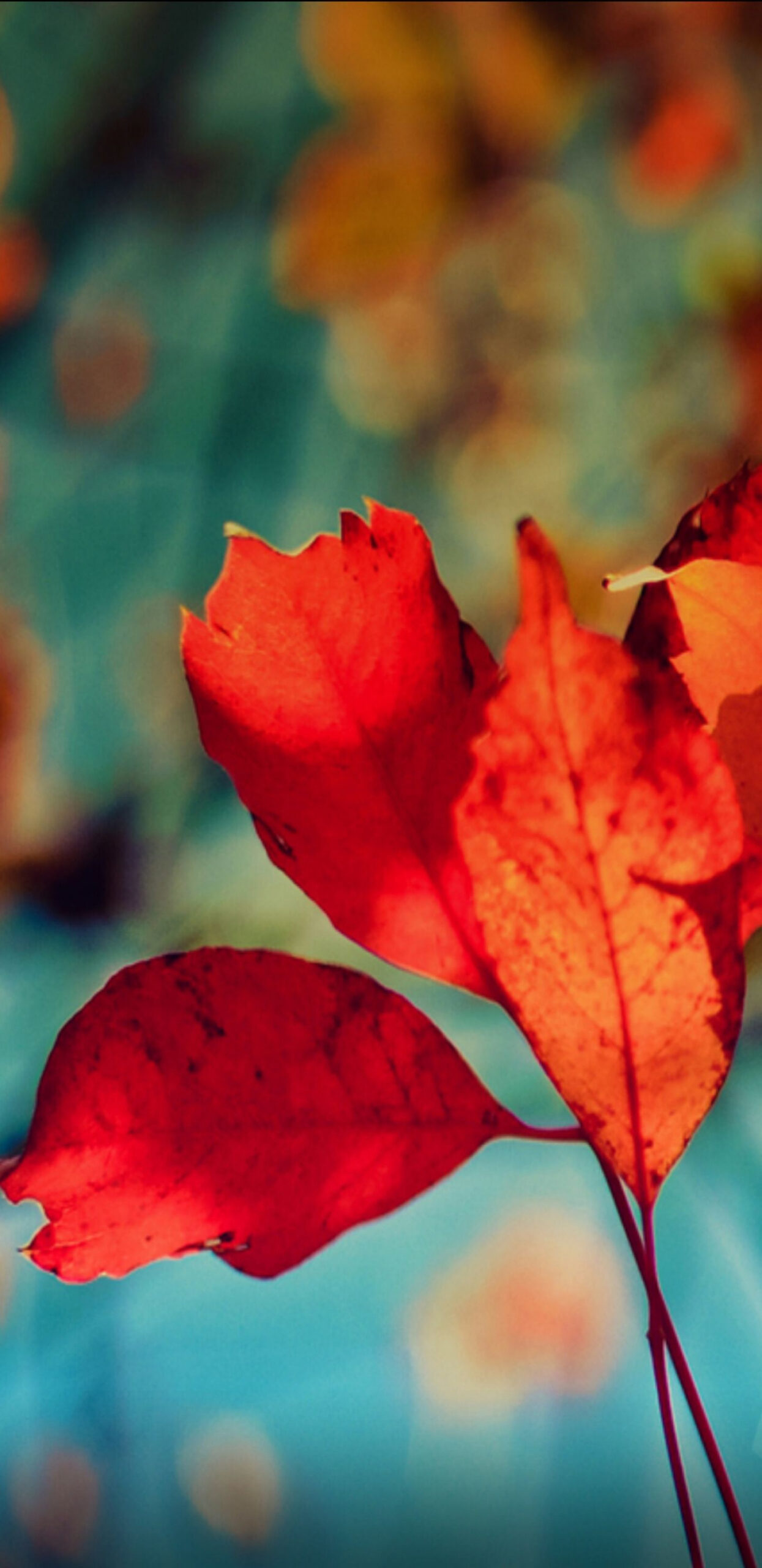 Orange, Leaves, autumn, wallpaper, galaxy, tranquil, beauty