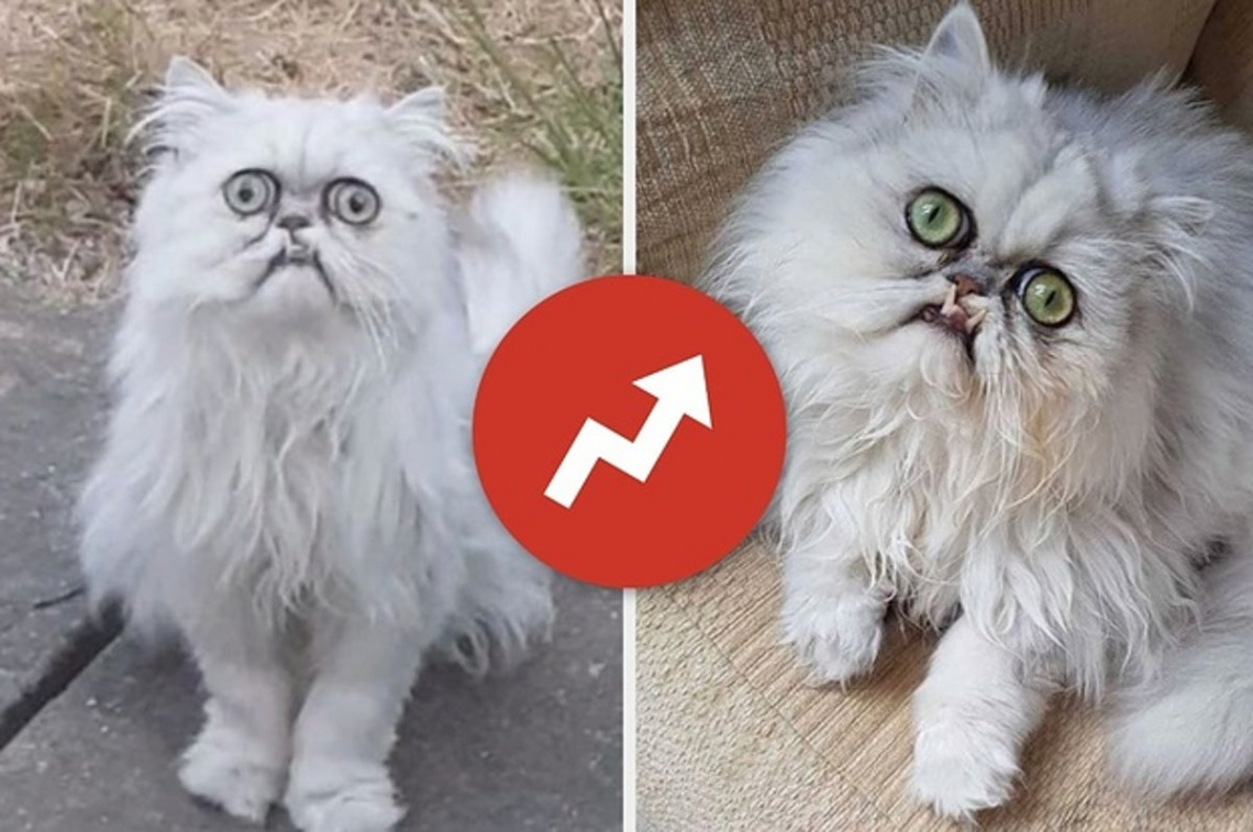 People Were Concerned About Wilfred The Cat, So We Got Answers