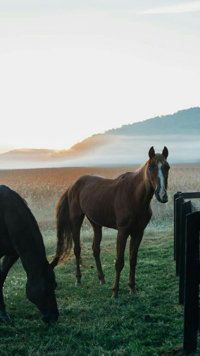 Pin by Iya Faltado on Horses  Nature iphone wallpaper, Horse