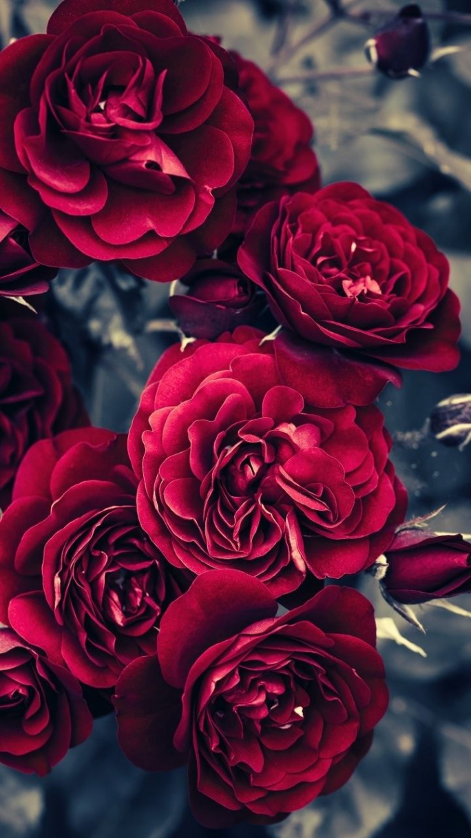 Pin by Rohit on LOCK SCREEN WALLPAPER  Flowers photography