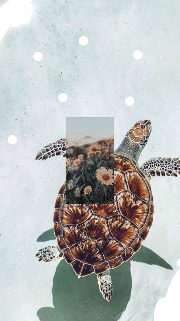 Preppy Turtle in   Turtle wallpaper, Animal wallpaper, Turtle